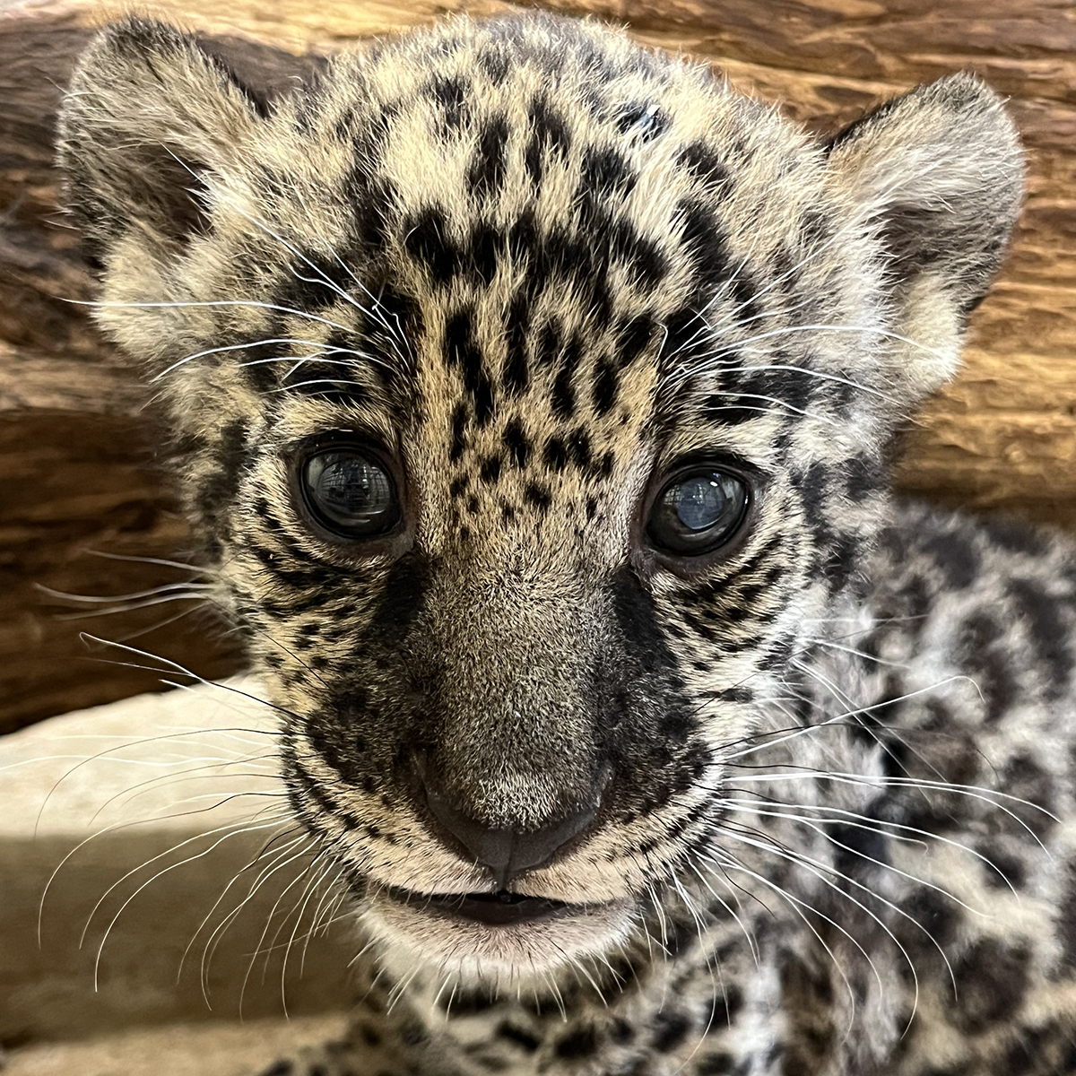 jaguar cub