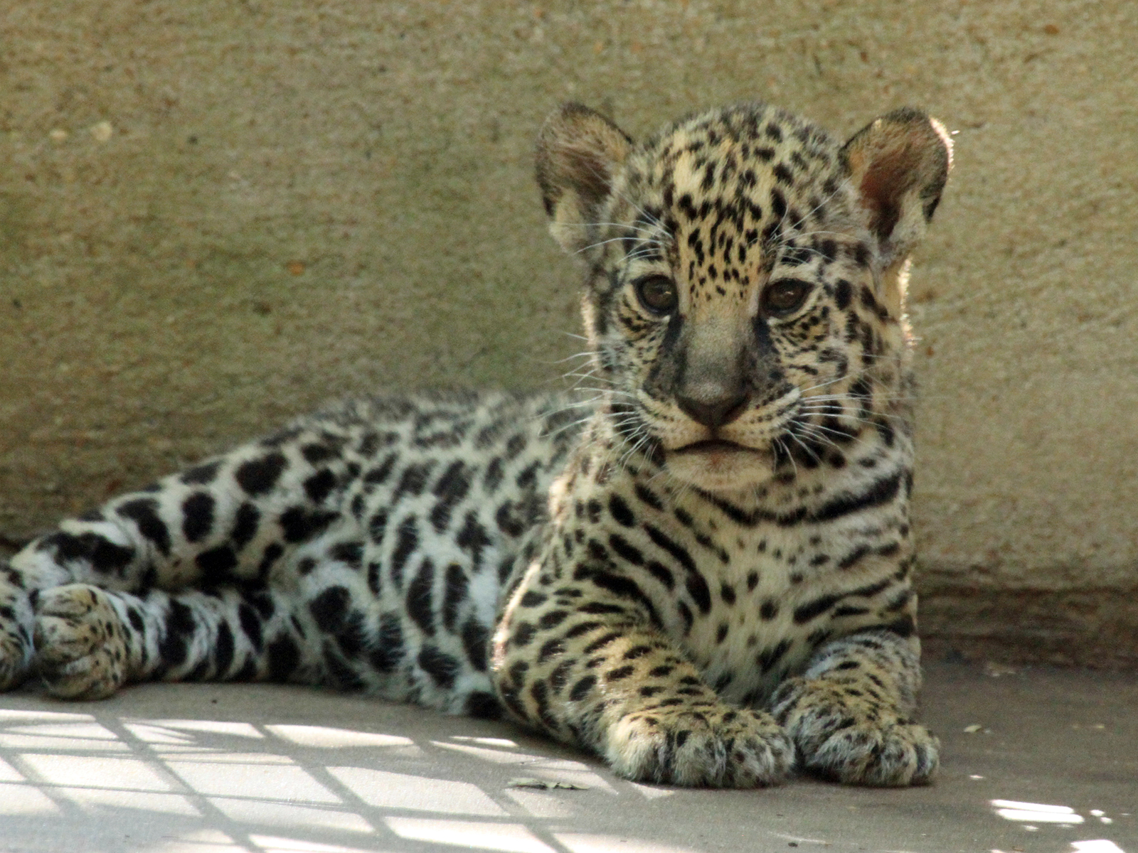 jaguar cub