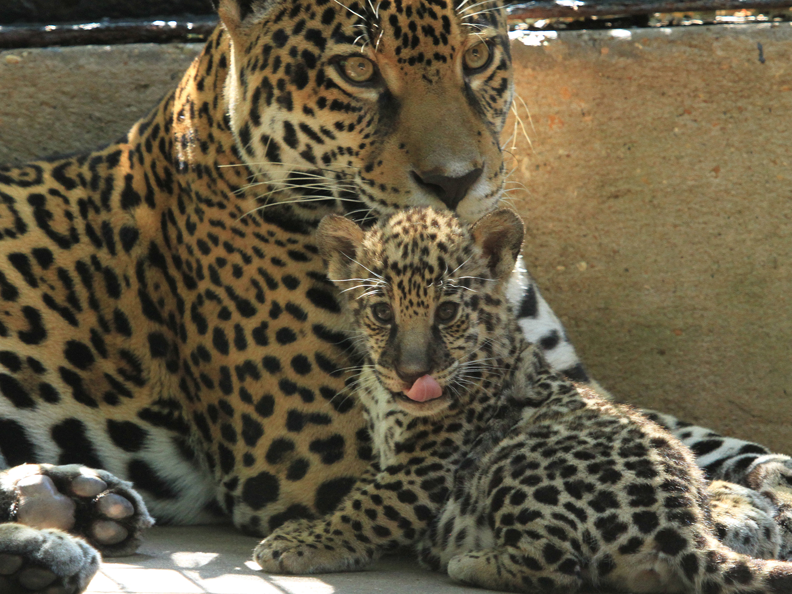 jaguar cub with mom Philly