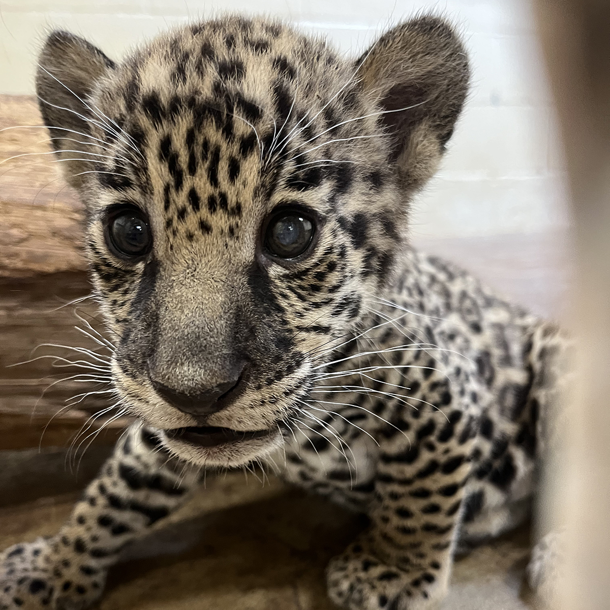 jaguar cub