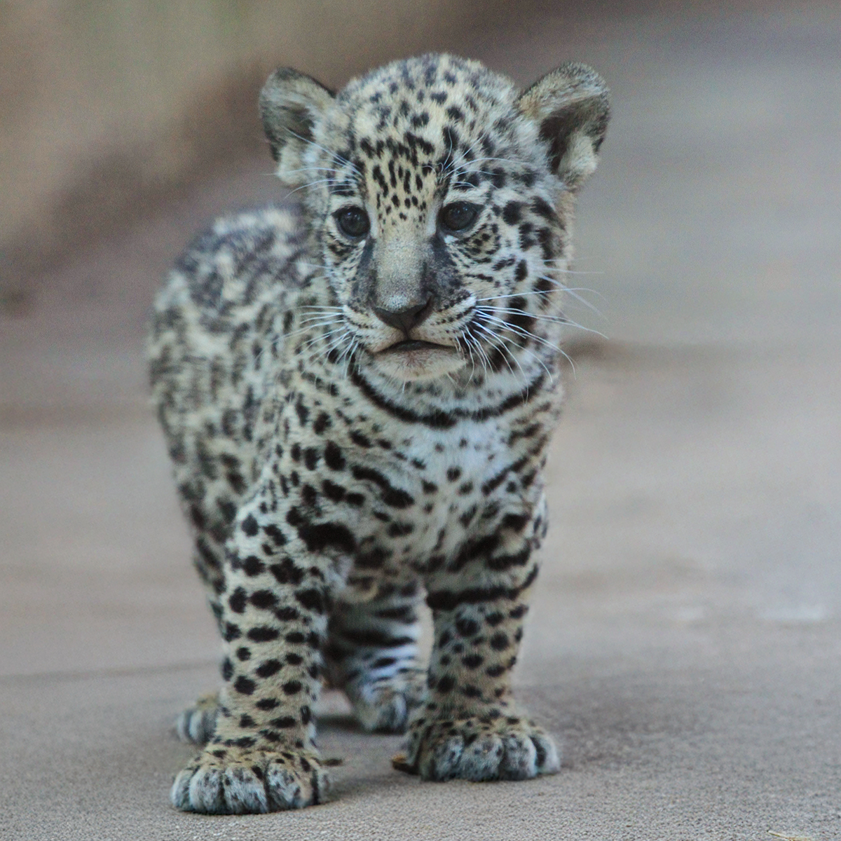jaguar cub standing