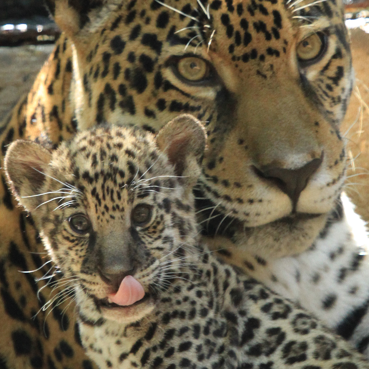 jaguar cub with mom Philly