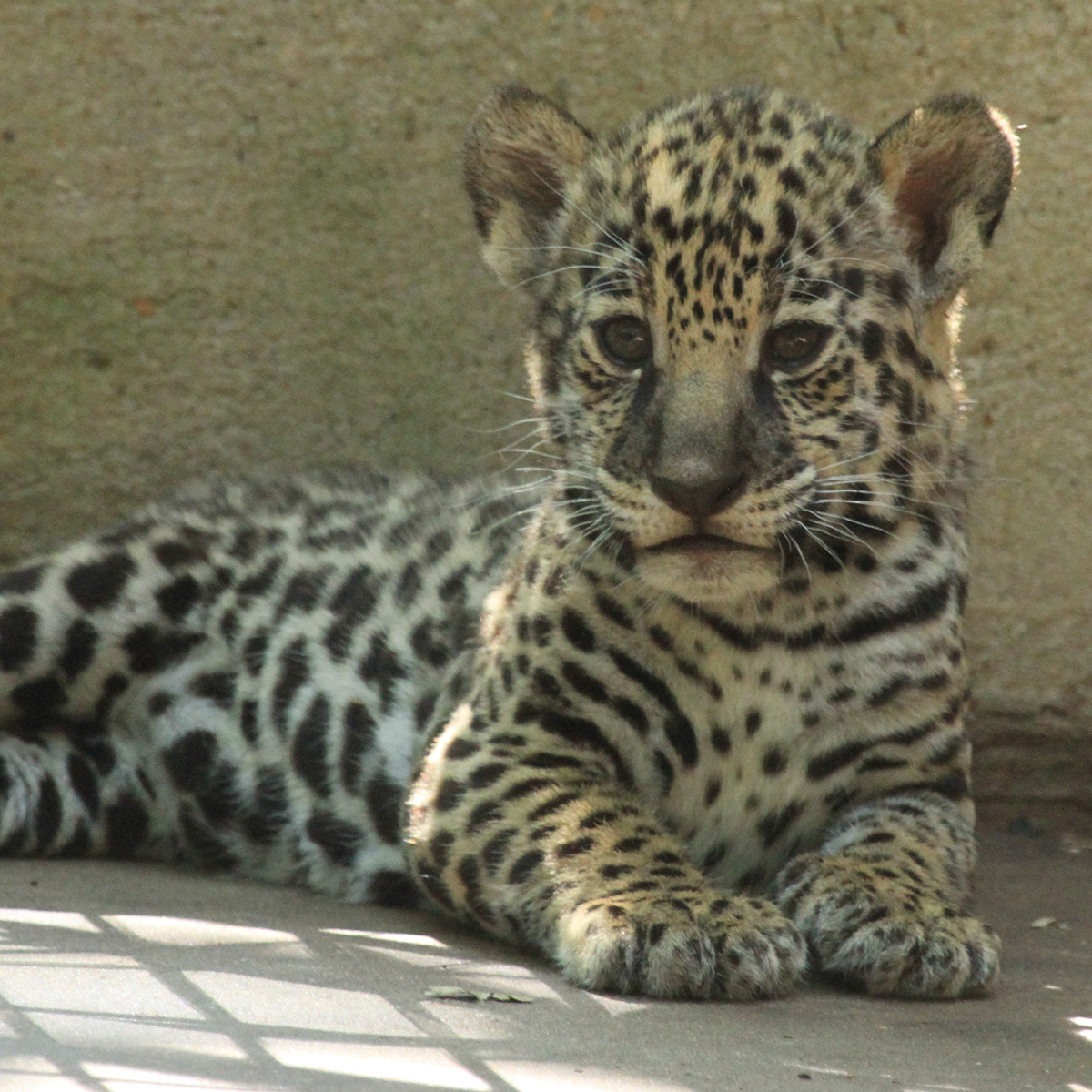 jaguar cub resting