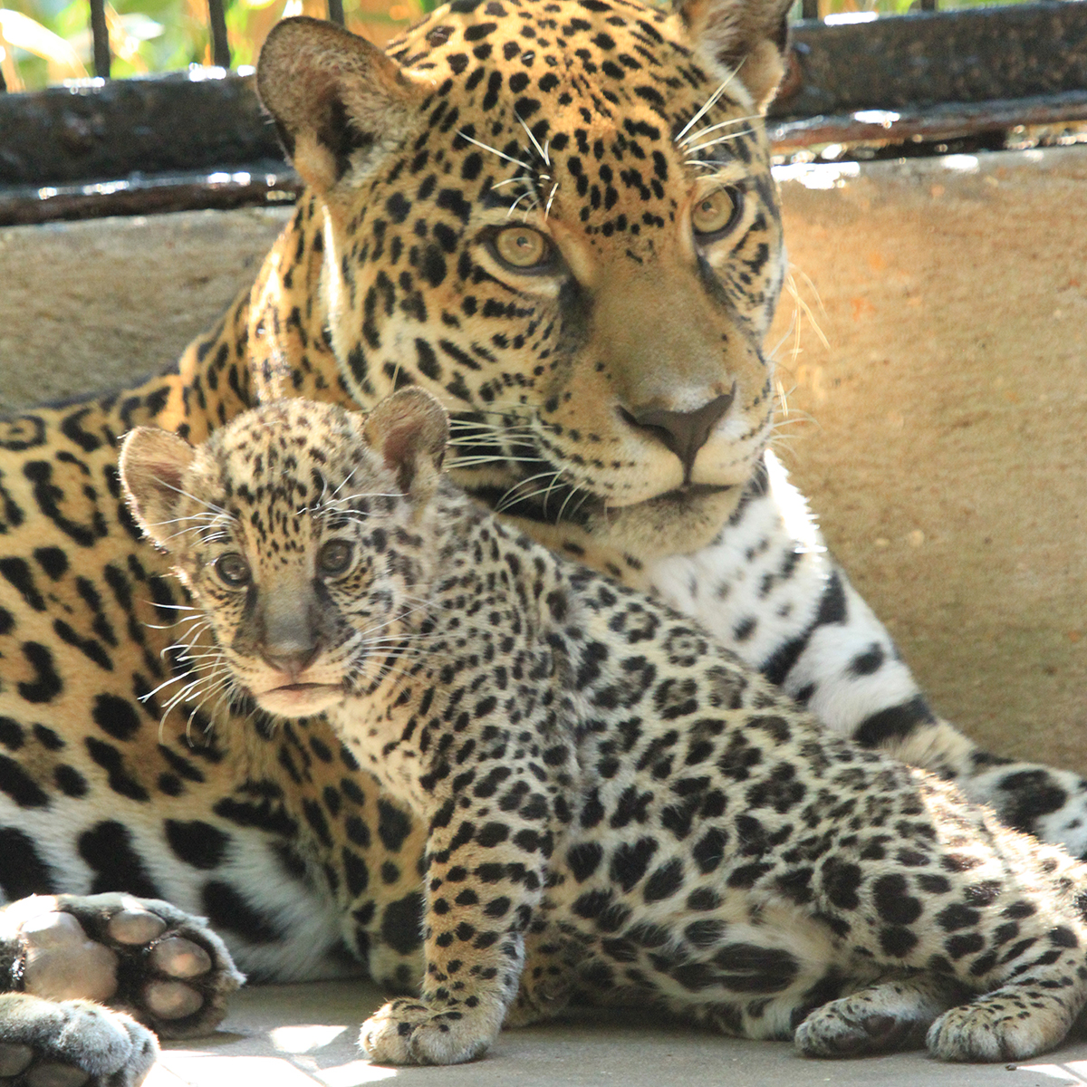 jaguar cub with mom Philly