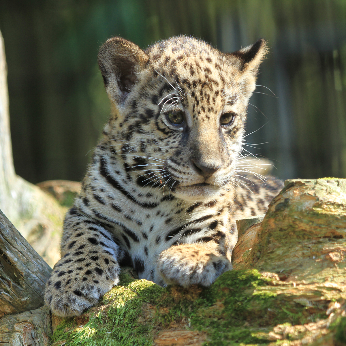 jaguar cub on log