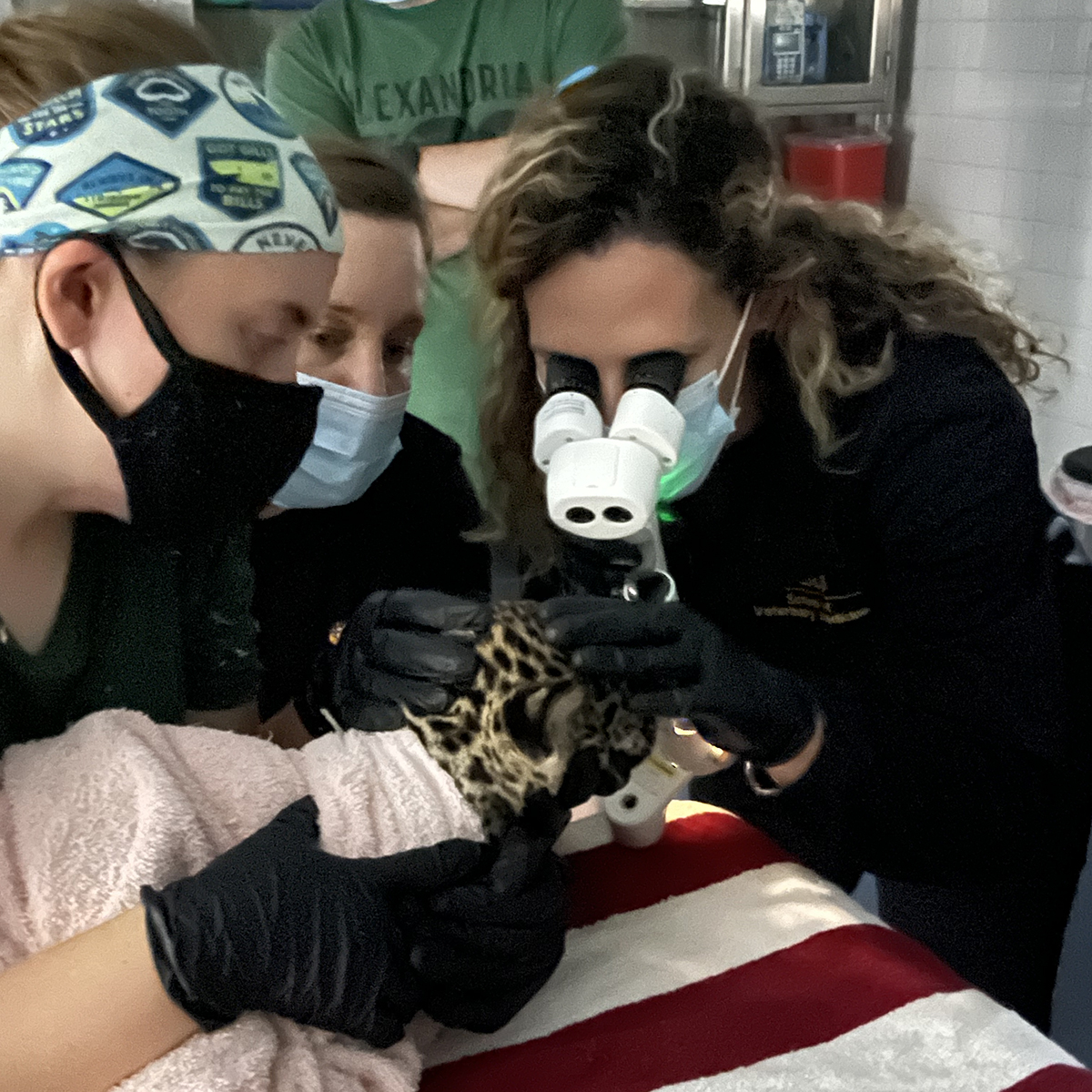 jaguar cub eye exam at Alexandria Zoo