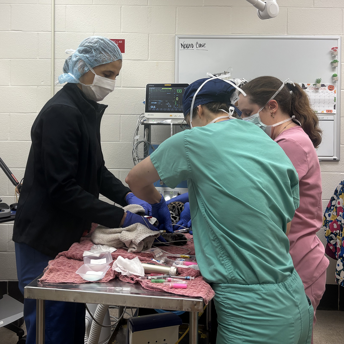 jaguar cub eye surgery at LSU Vet Hospital