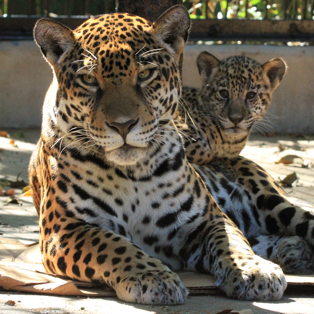 Philly and jaguar cub