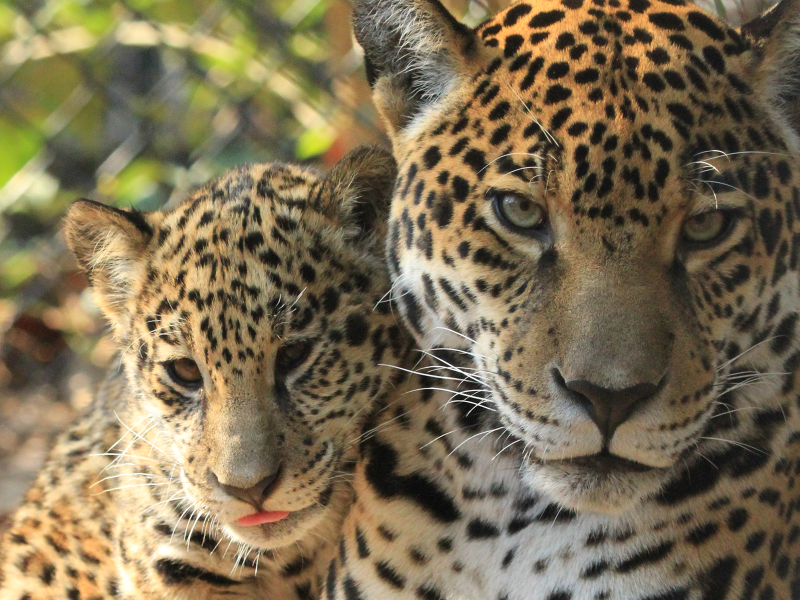 Solana and Philly the jaguars