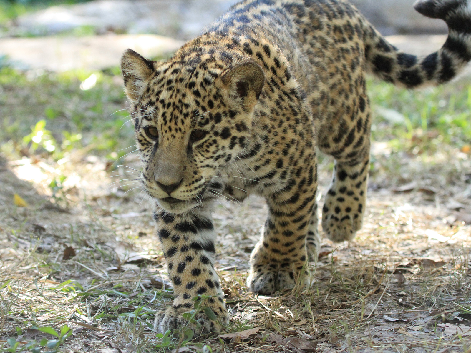 Solana the jaguar cub