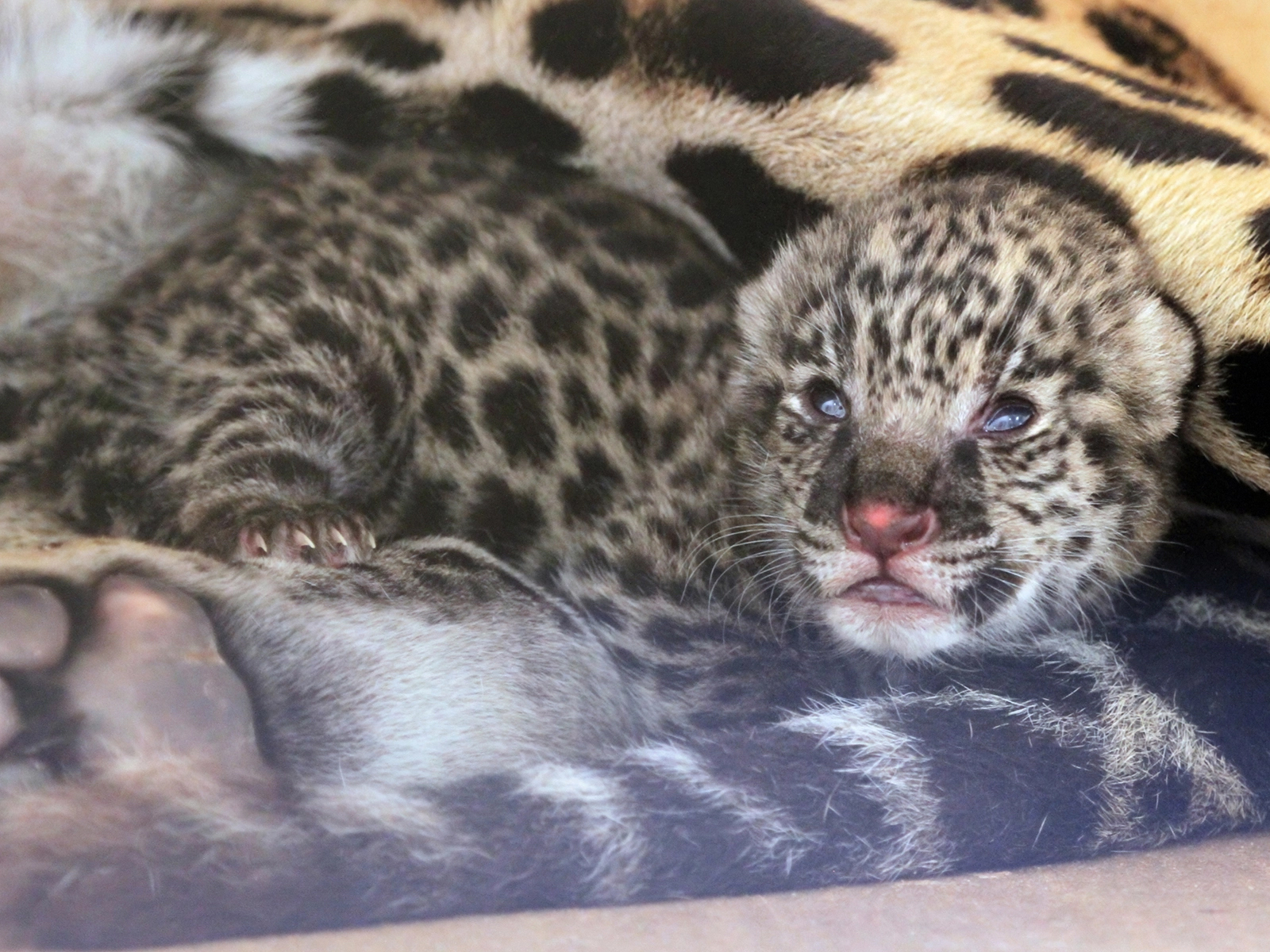 jaguar cub at a few days old
