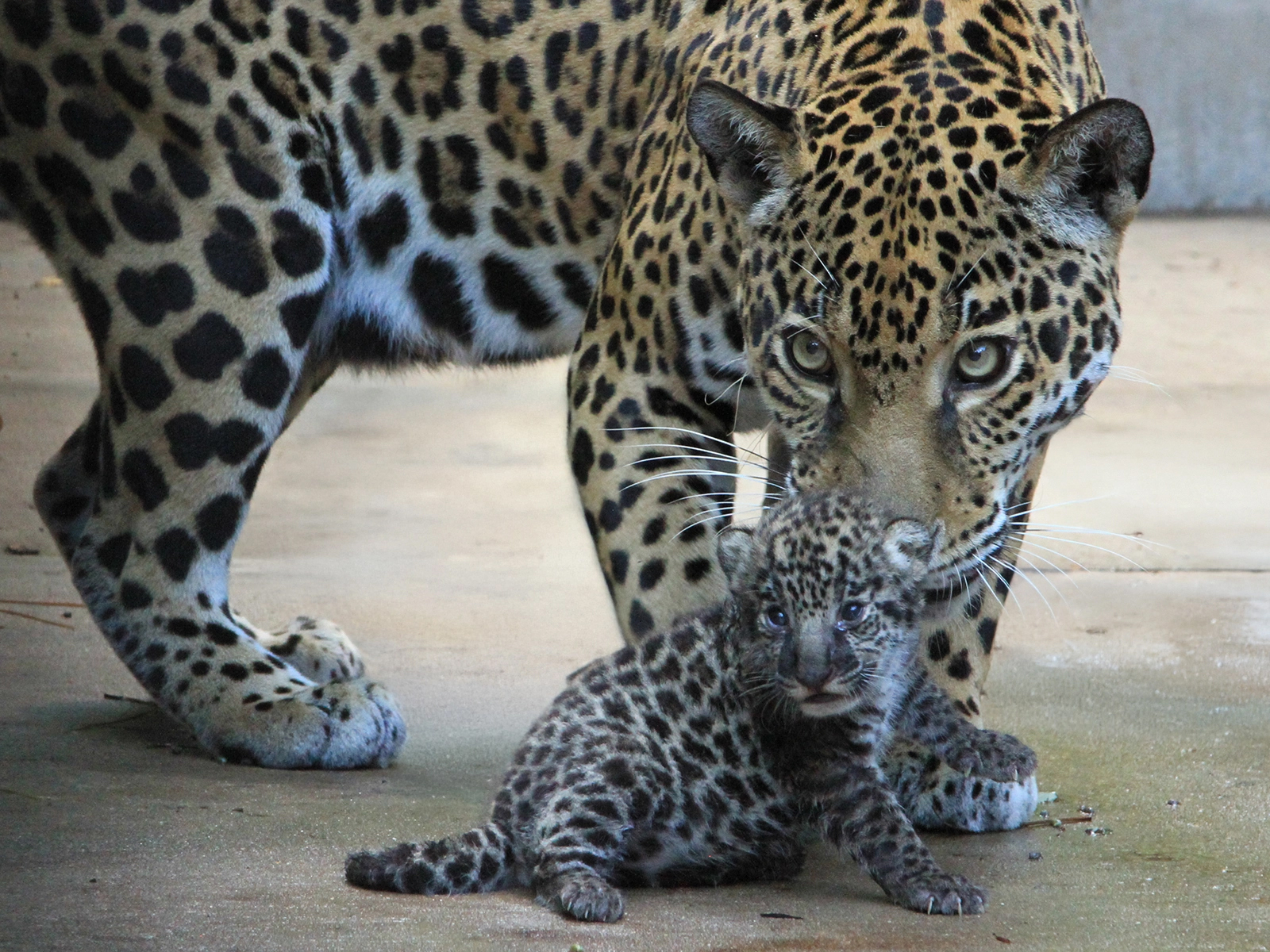 jaguar cub with mom Philly