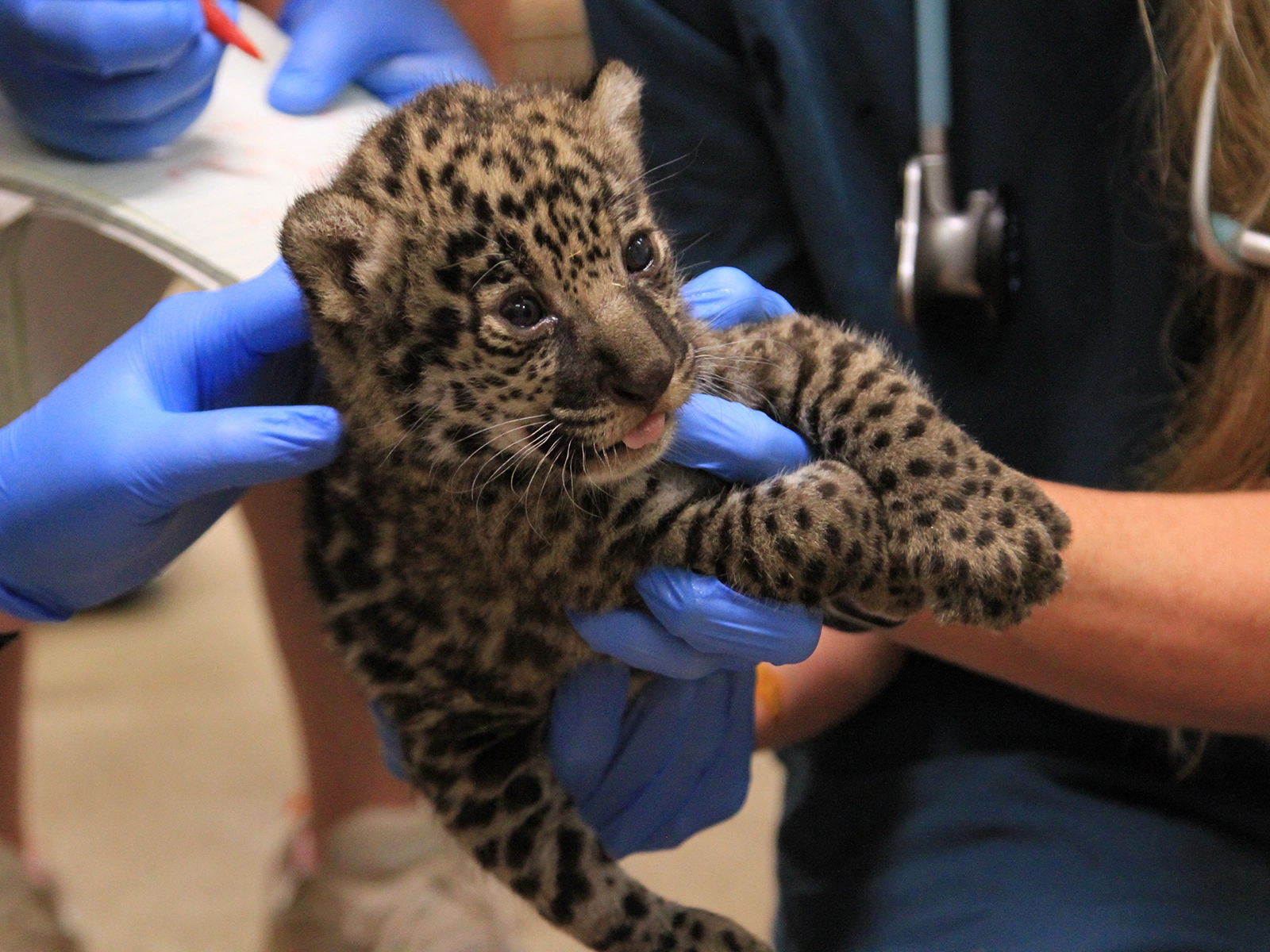 jaguar cub during medical exam