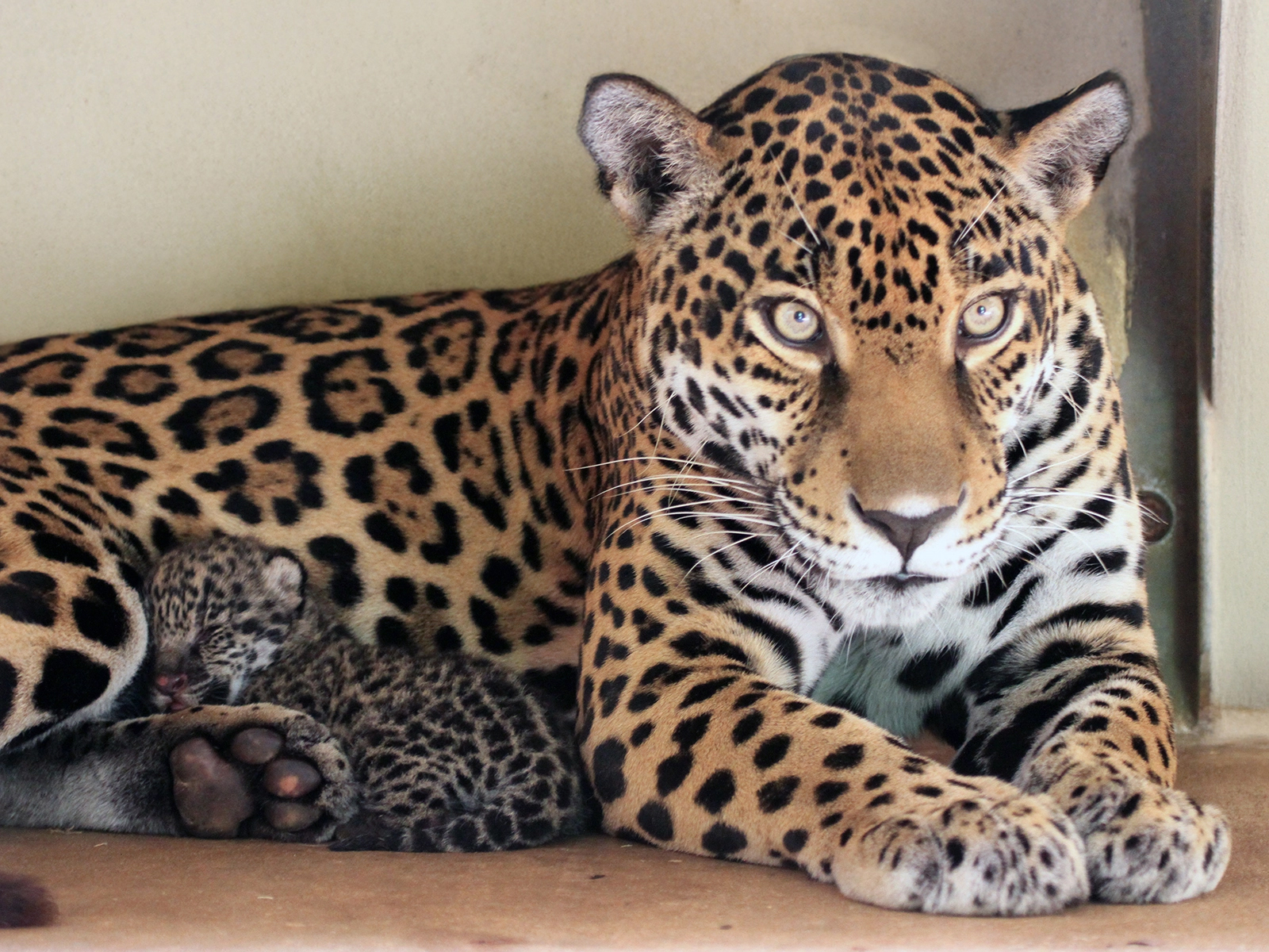 jaguar cub laying with mom, Philomena