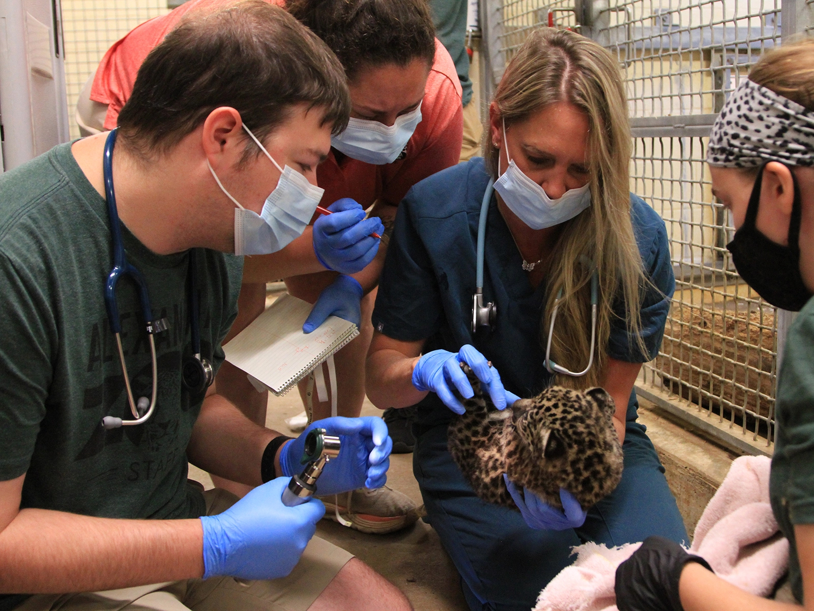 jaguar cub medical exam with veterinary staff