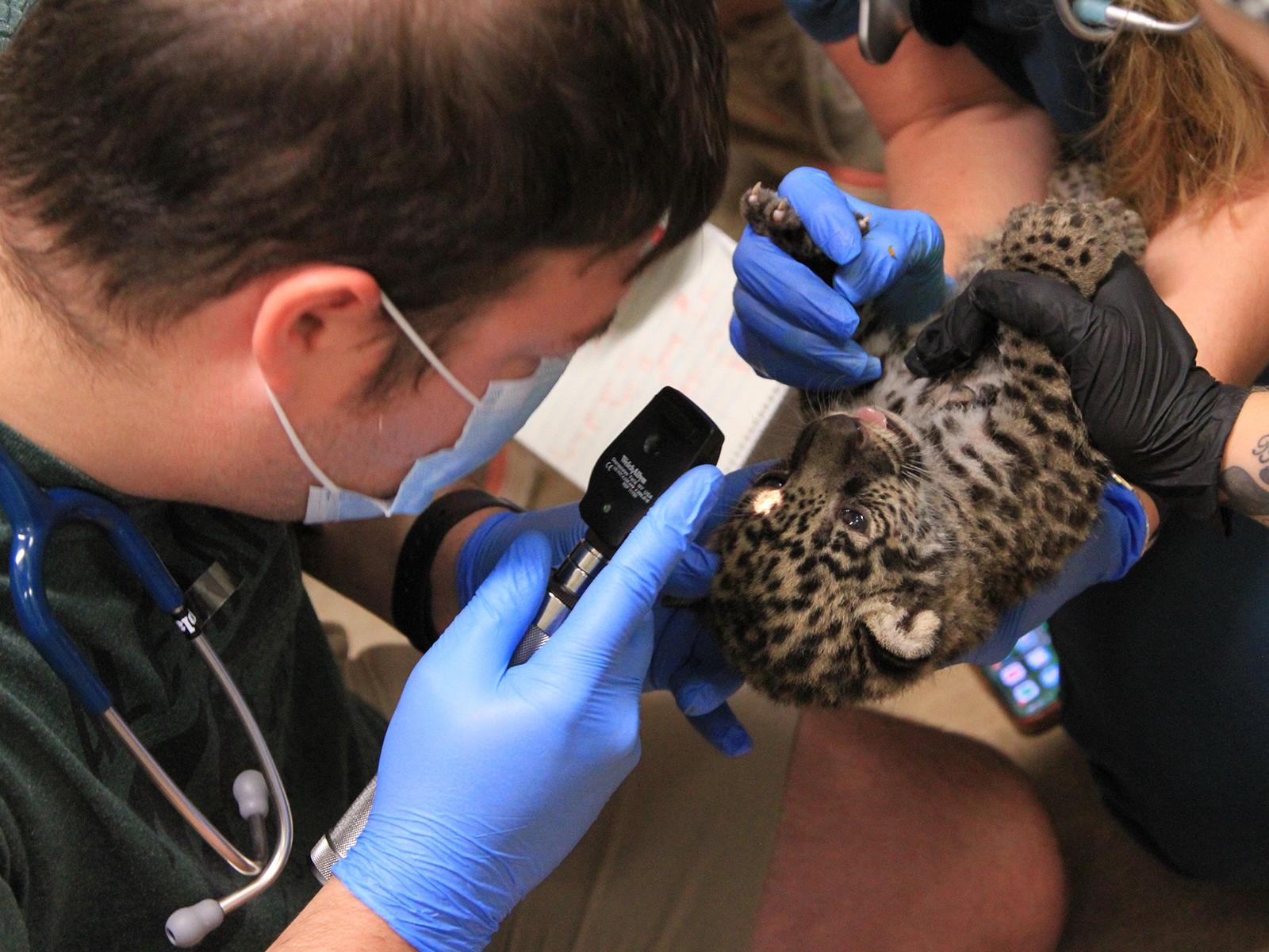 jaguar cub medical exam with veterinary staff