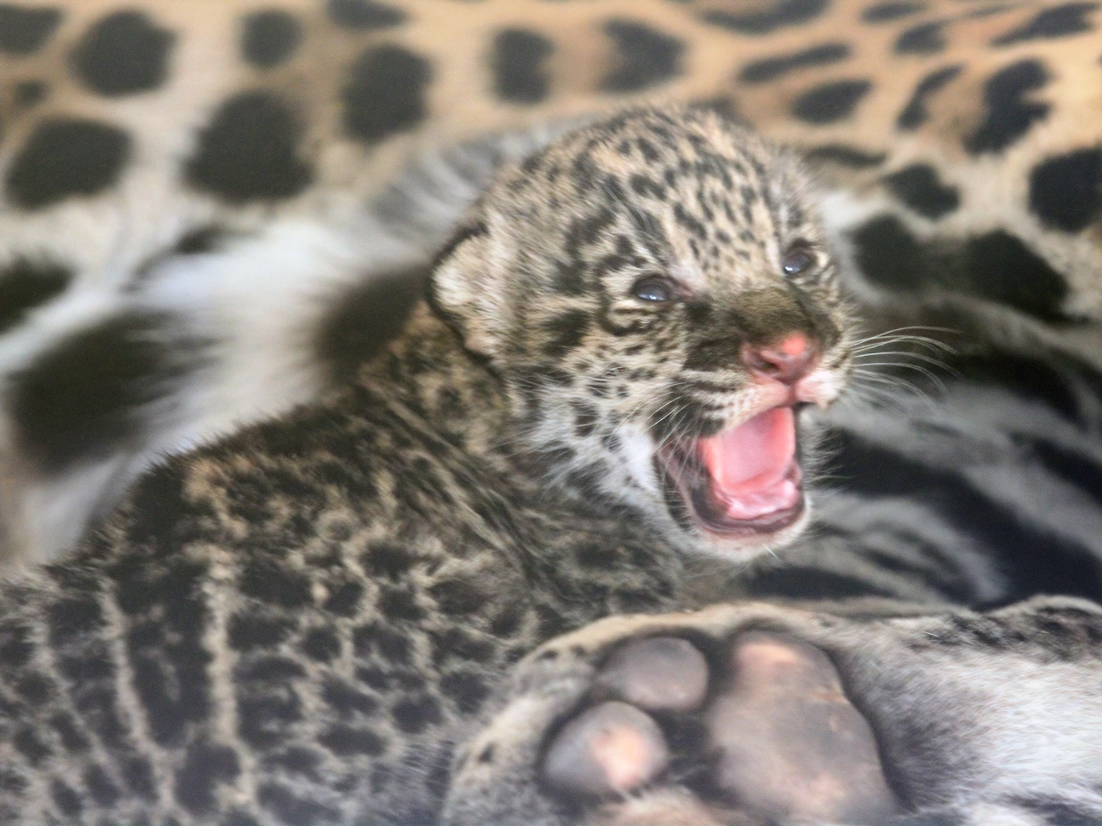 jaguar cub