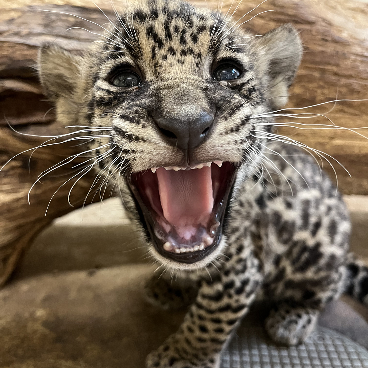jaguar cub