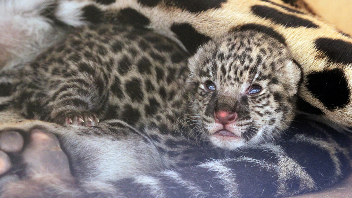 jaguar cub laying down