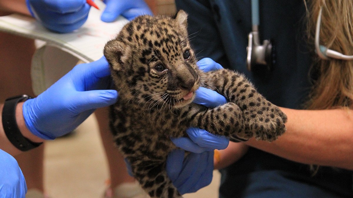 jaguar cub vet exam
