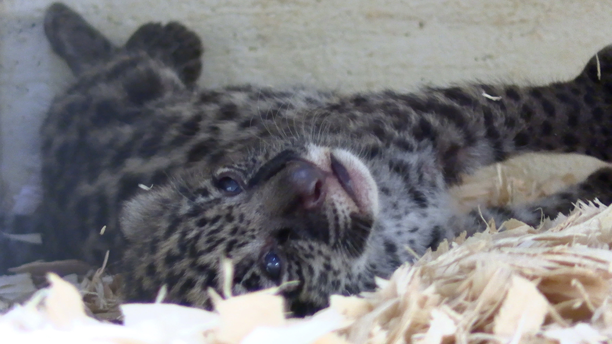 jaguar cub laying on back