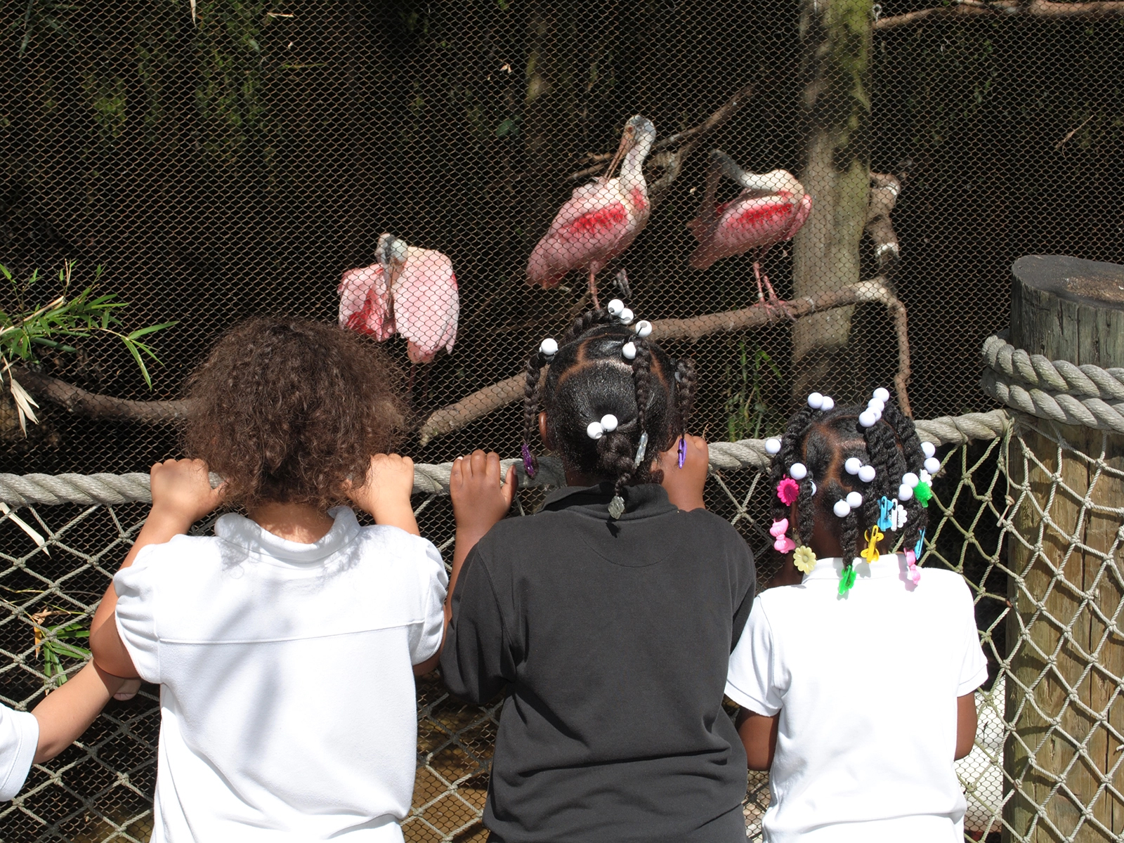 students viewing roseate spoonbills