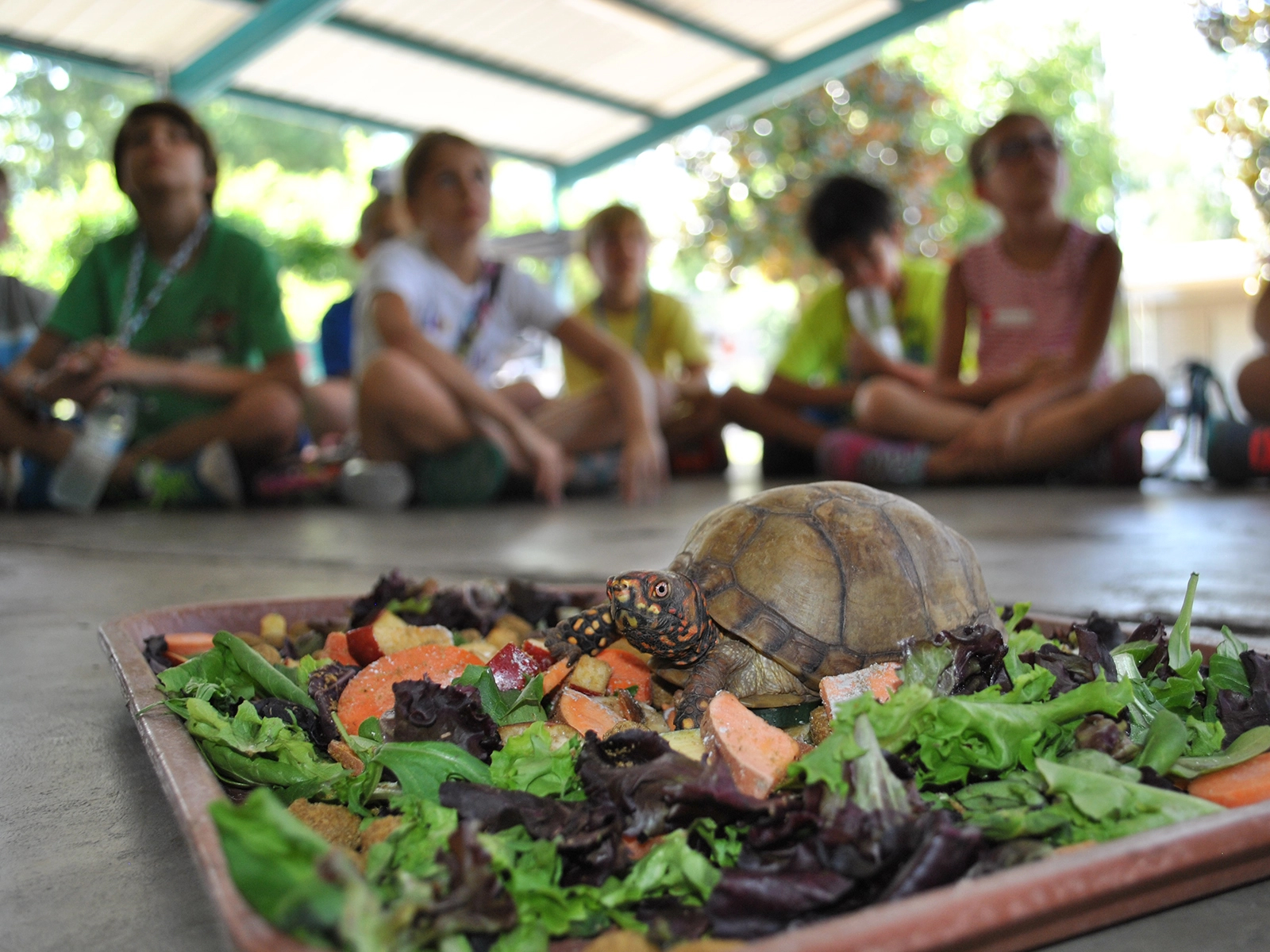 box turtle eating during on-site education program