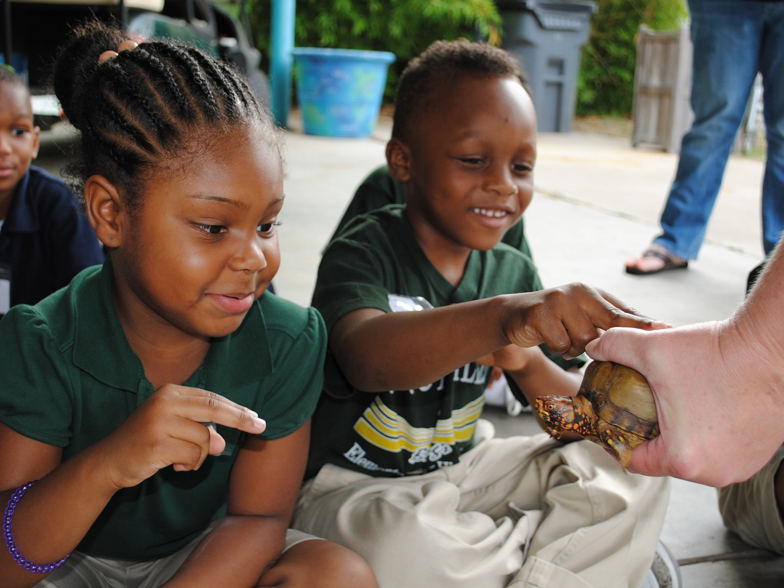 students looking at box turtle
