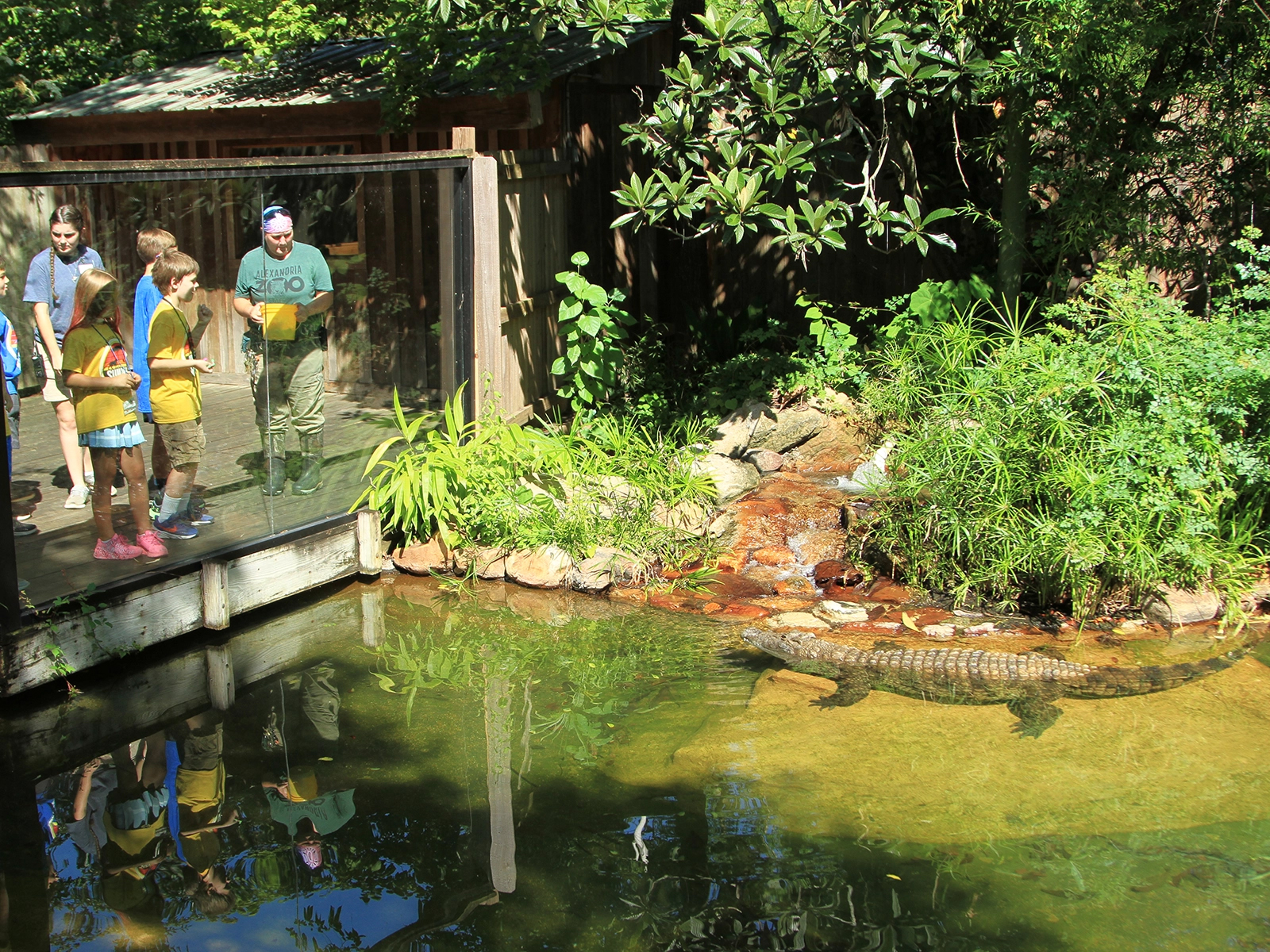 kids viewing Nile crocodile with zookeeper