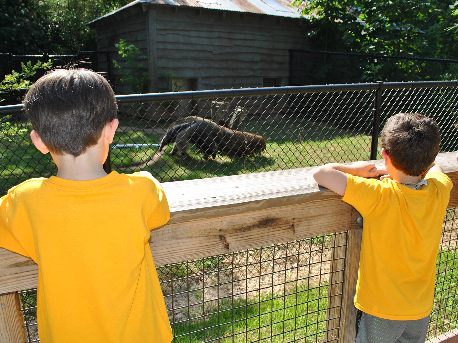 kids viewing giant anteater