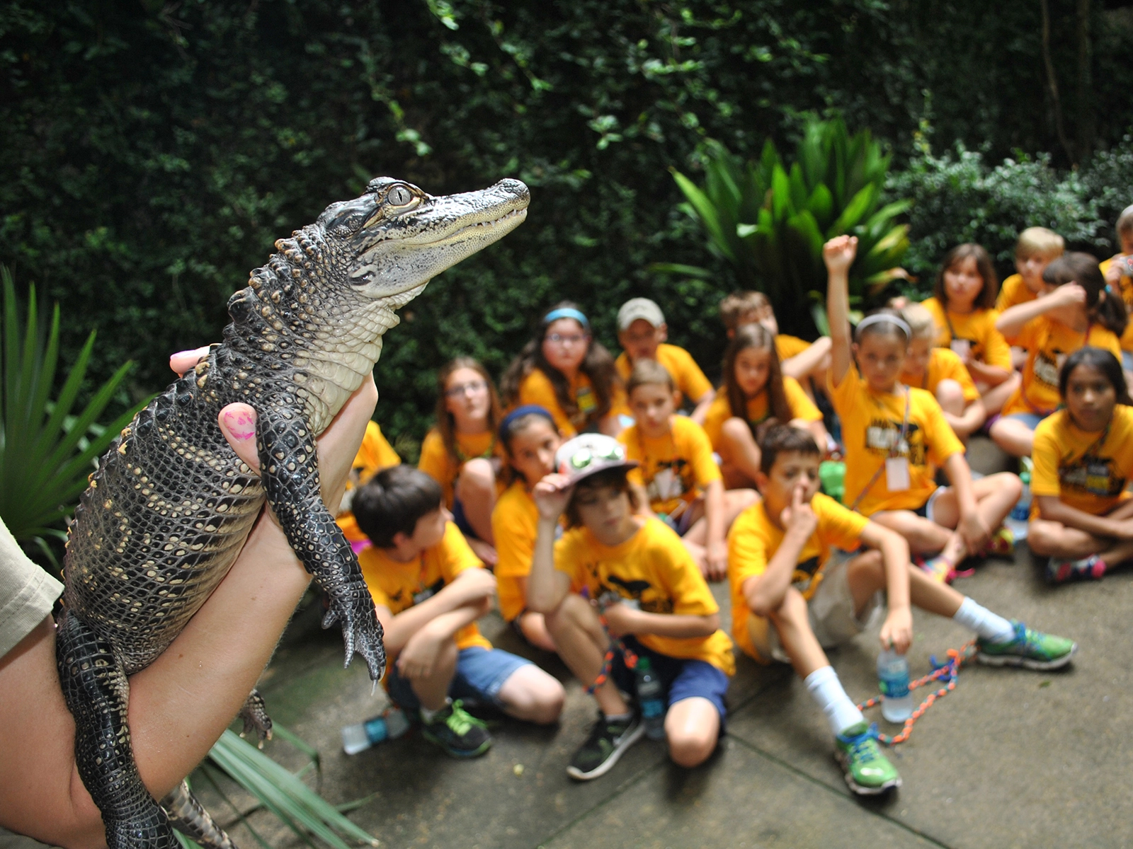 Summer Safari camp viewing alligator up close