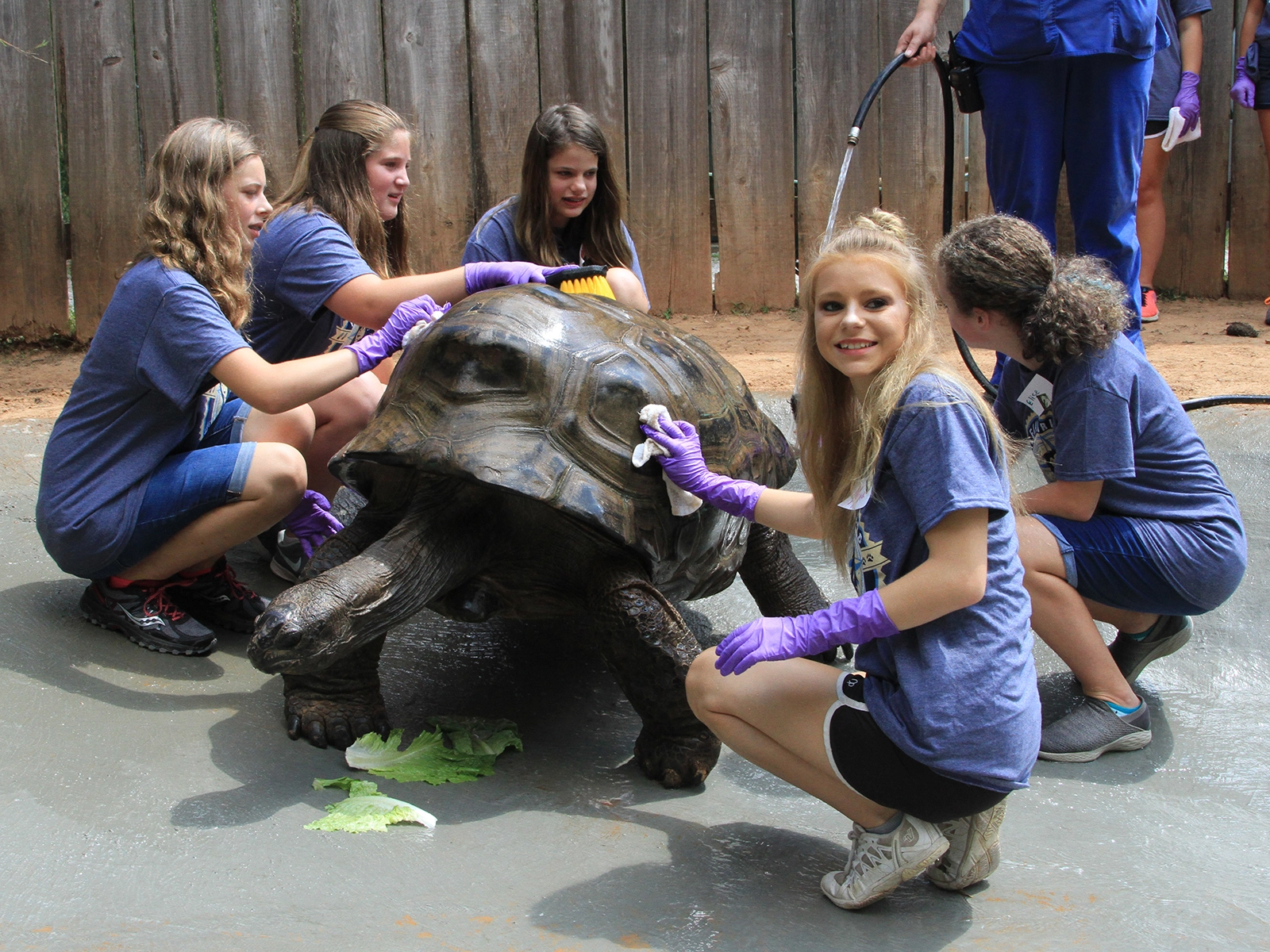 kids cleaning an Aldabra tortoise