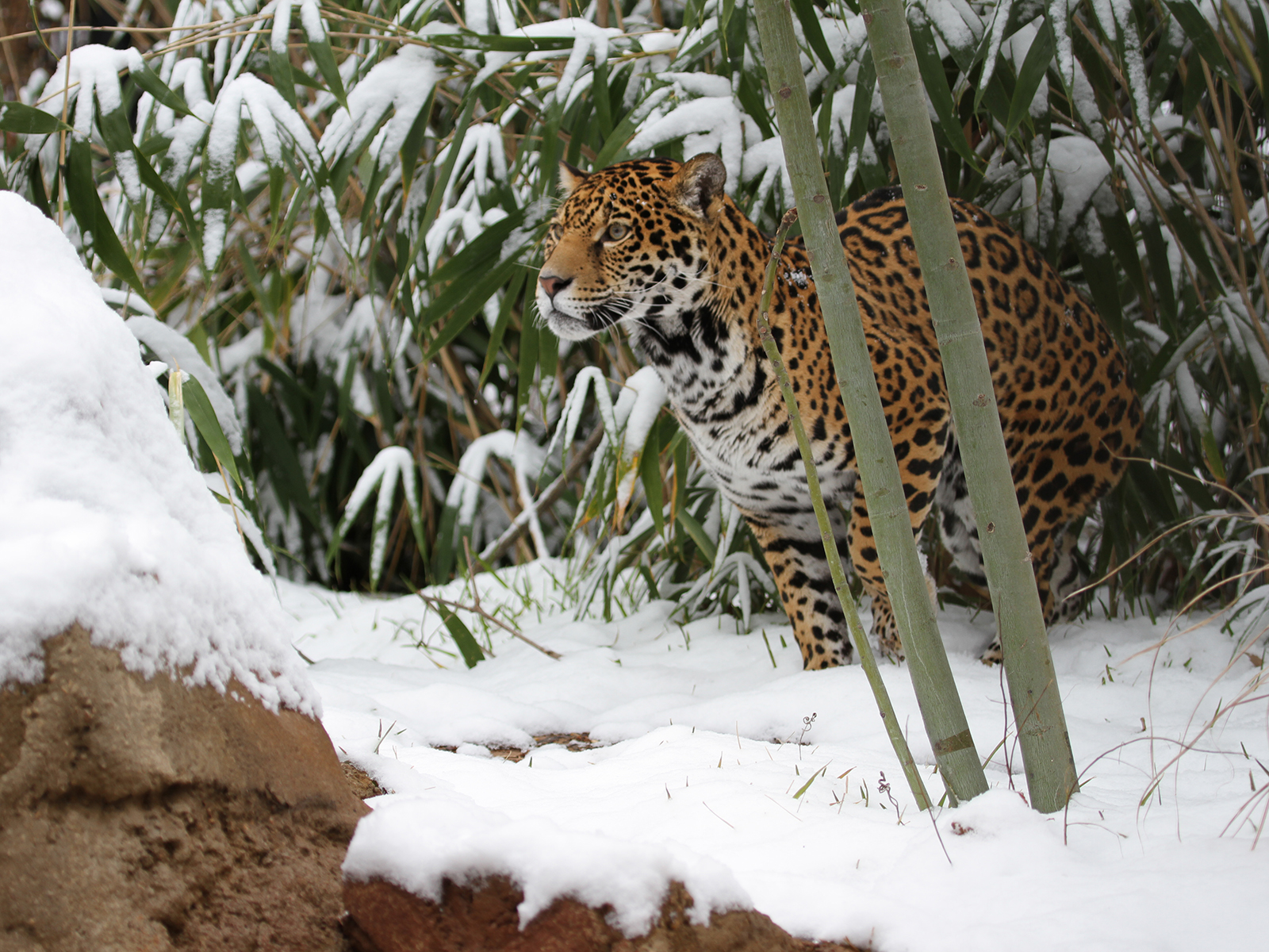 jagaur in snow
