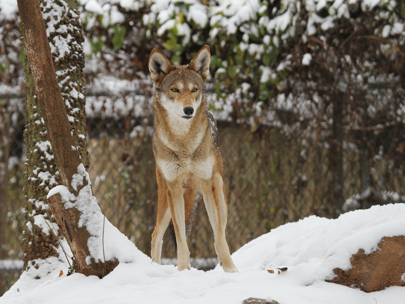 American Red Wolf in snow
