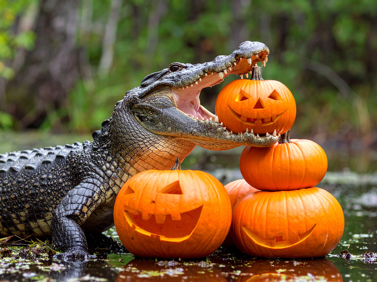 digital graphic of alligator with carved pumpkins