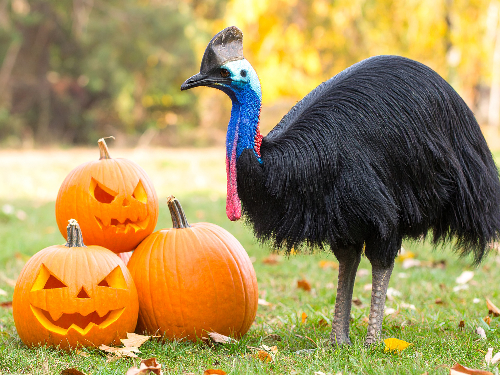 digital graphic of cassowary with carved pumpkins