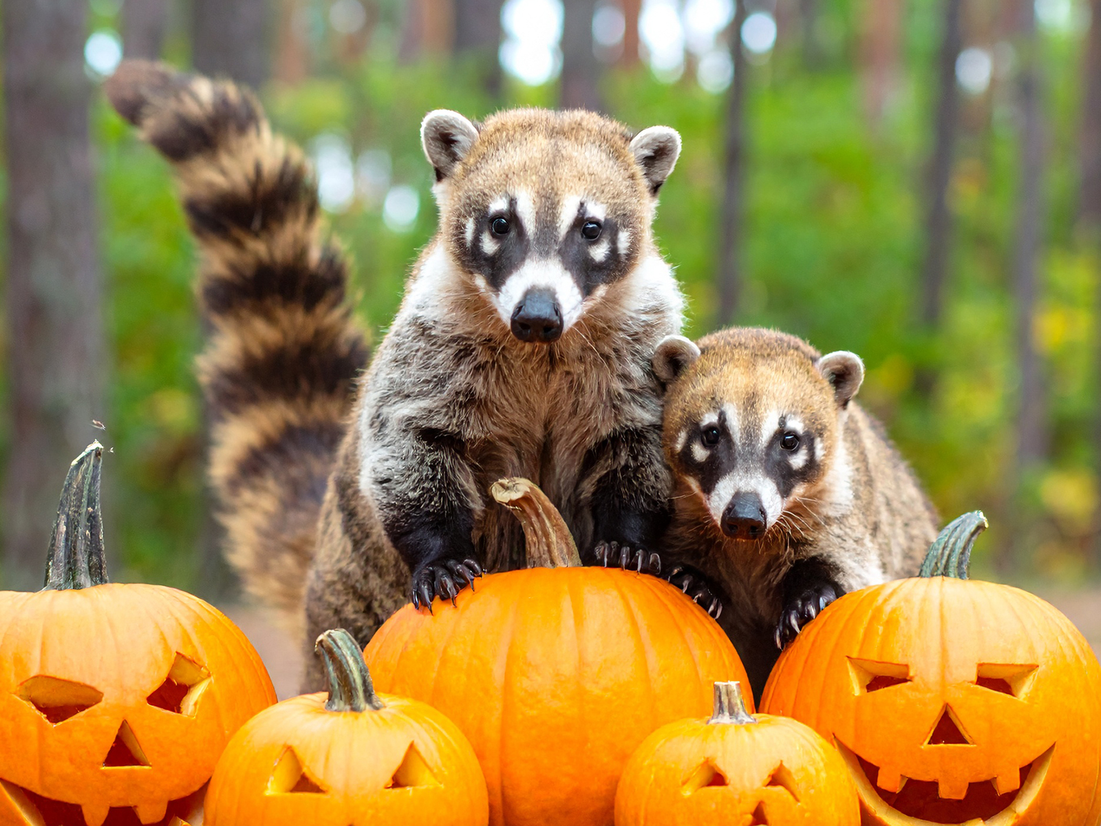digital graphic of coatis with carved pumpkins
