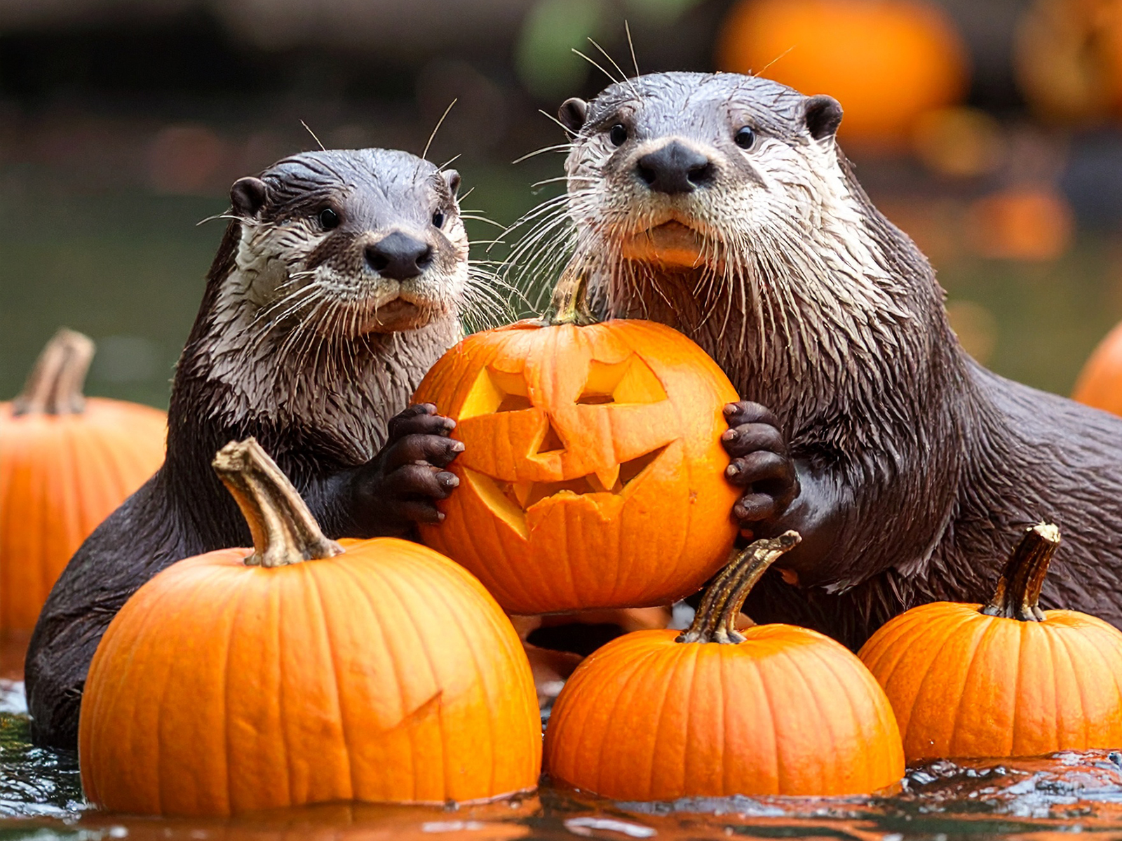 digital graphic of river otters with carved pumpkins