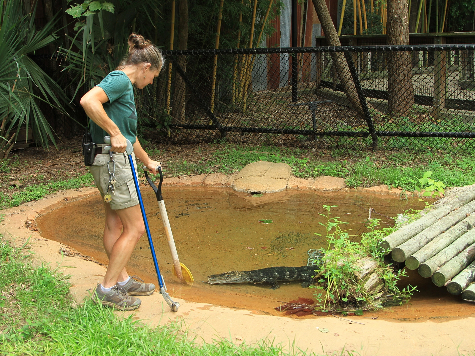zookeeper feeding Chinese alligator