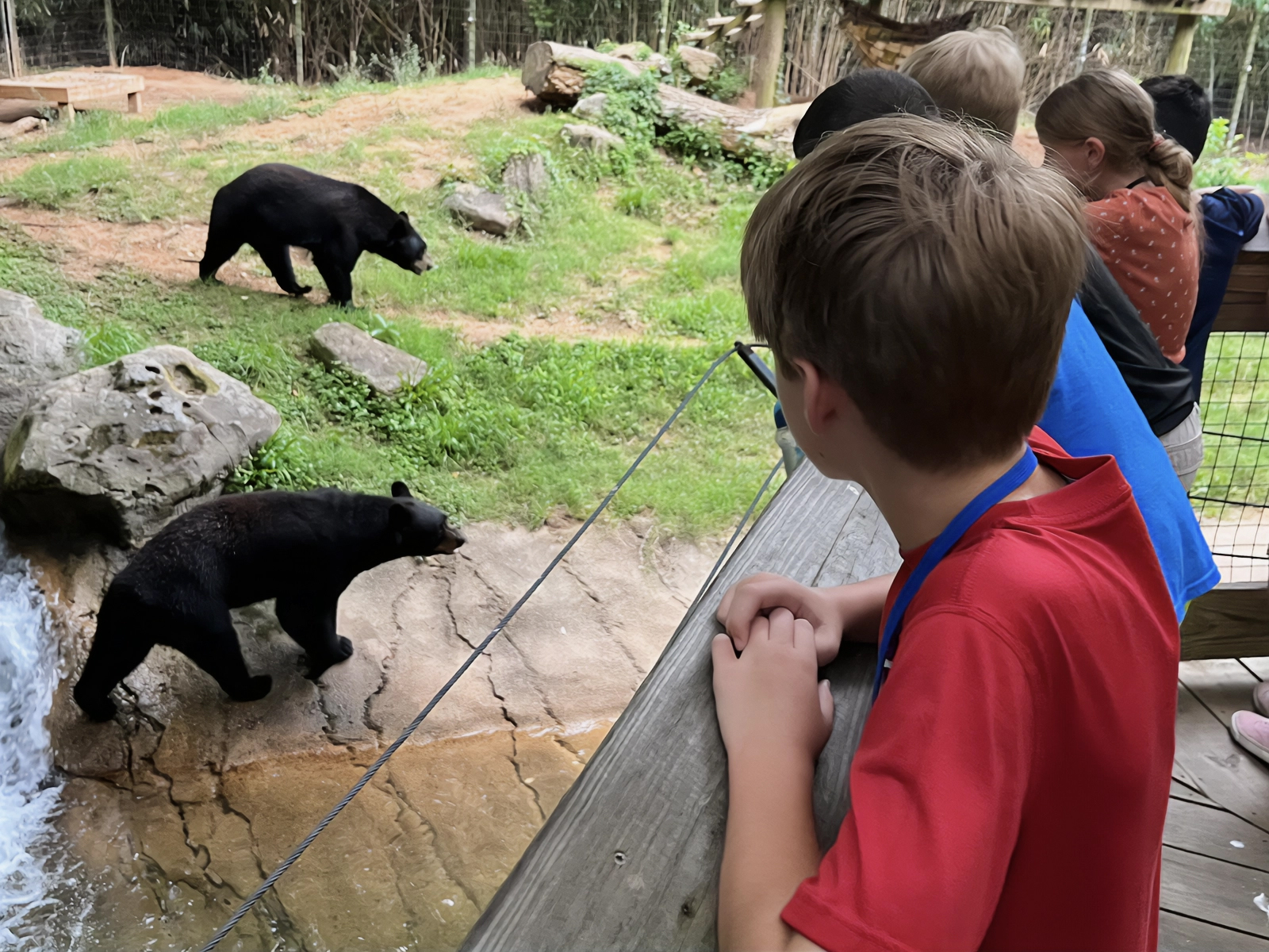 kids viewing black bears in their habitat