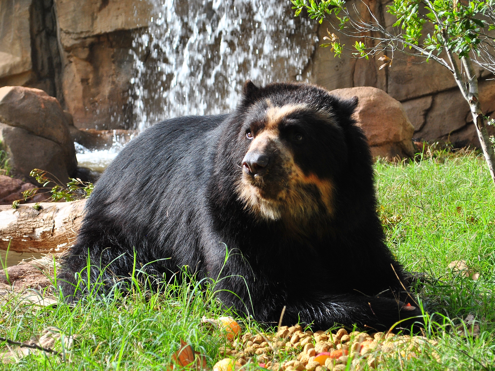 Andean bear in its habitat