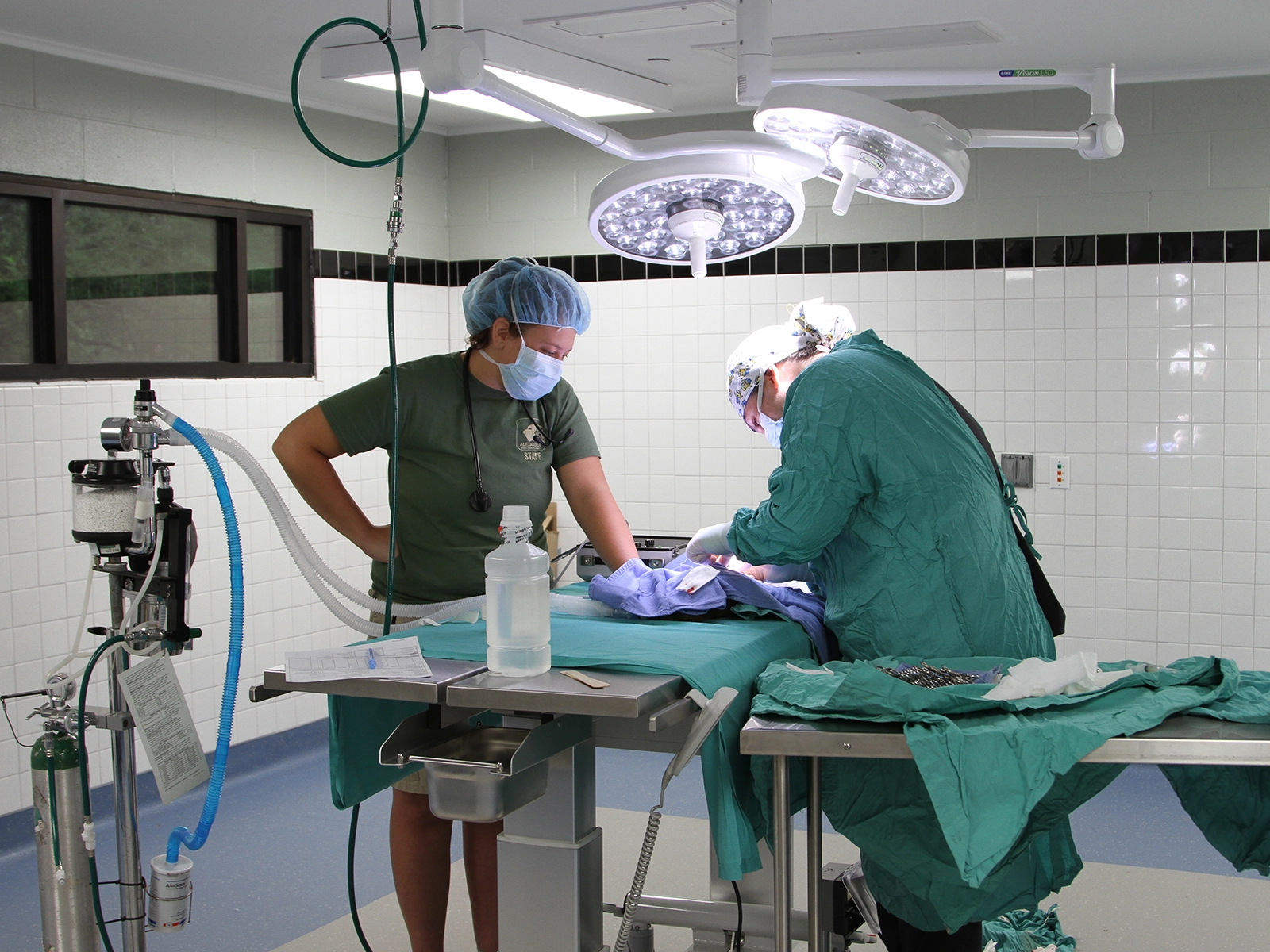 animal care team performing surgery