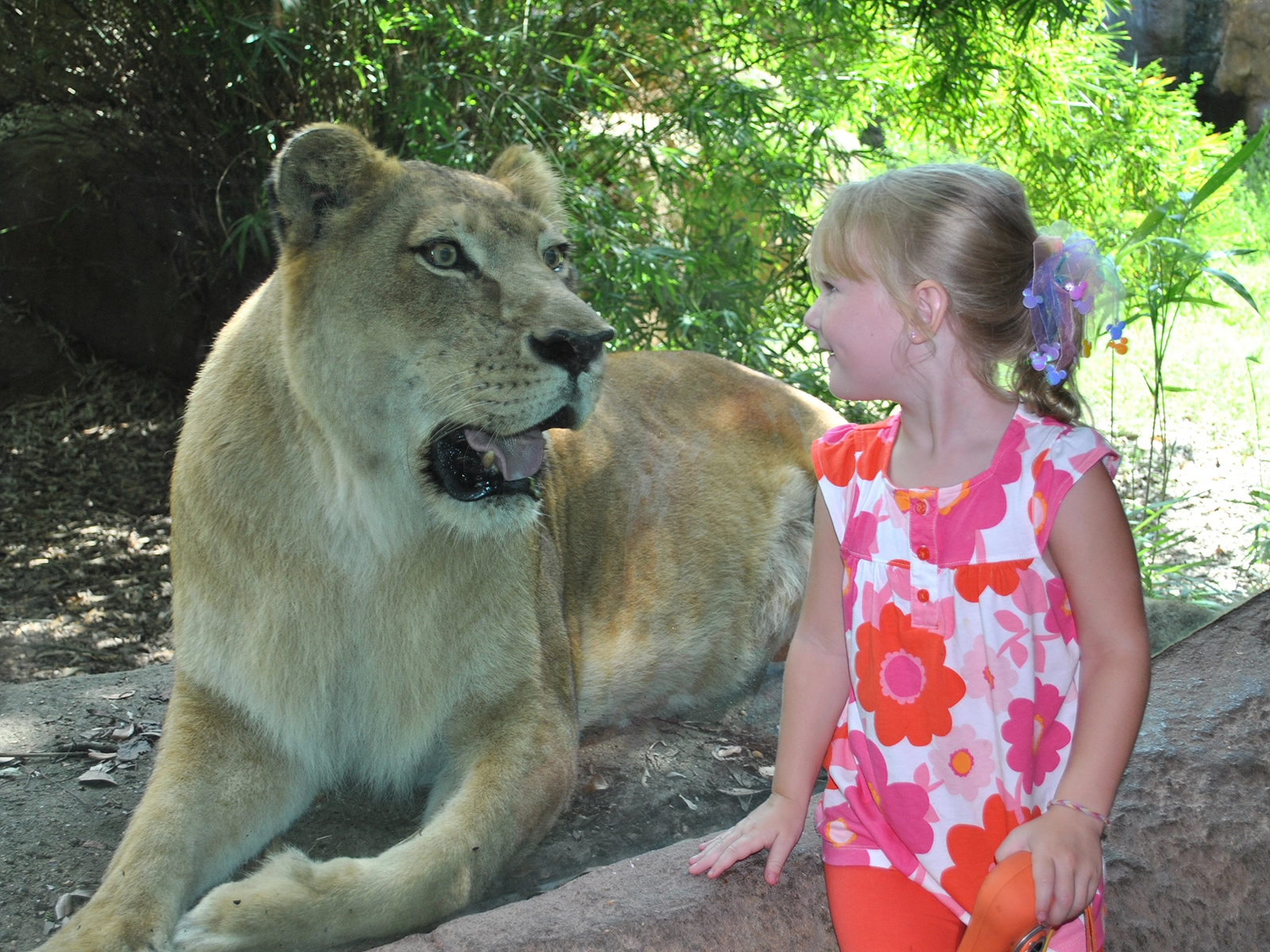 child a viewing window eye-to-eye with lion