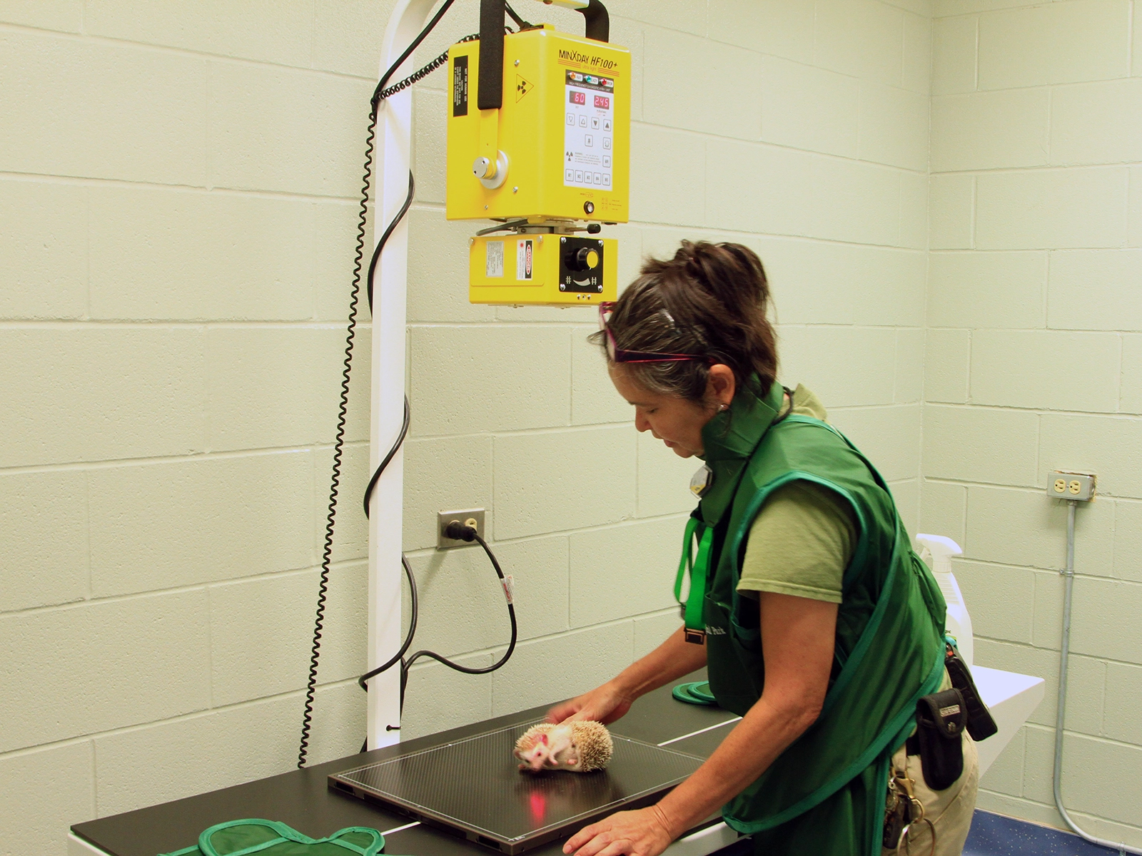 animal care staff preparign hedgehog for x-ray