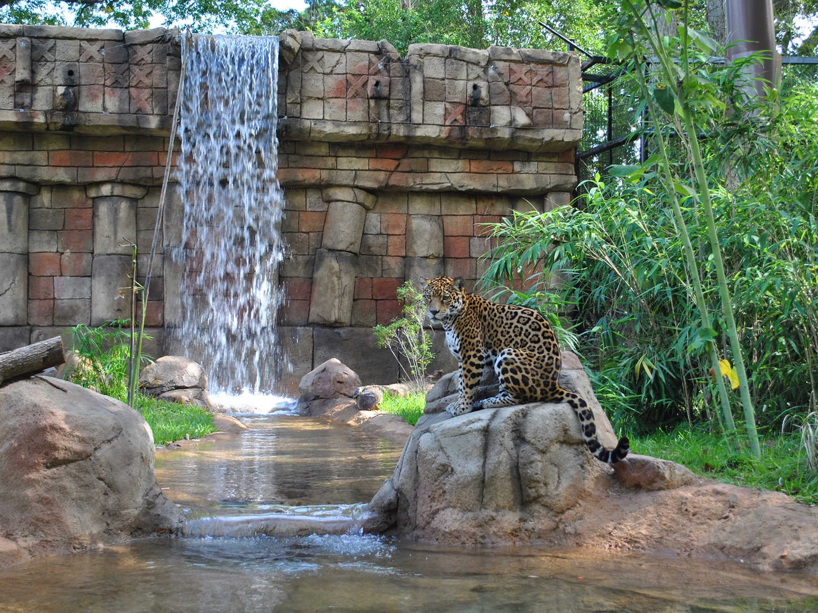 jaguar with waterfall