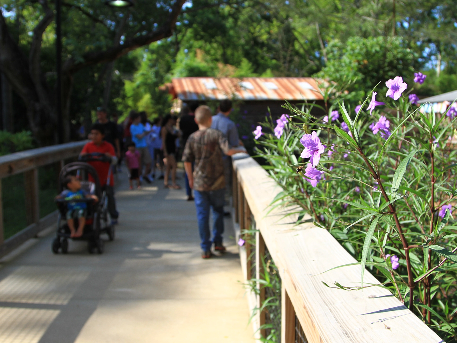 Mexican petunias along zoo walkway with visitors