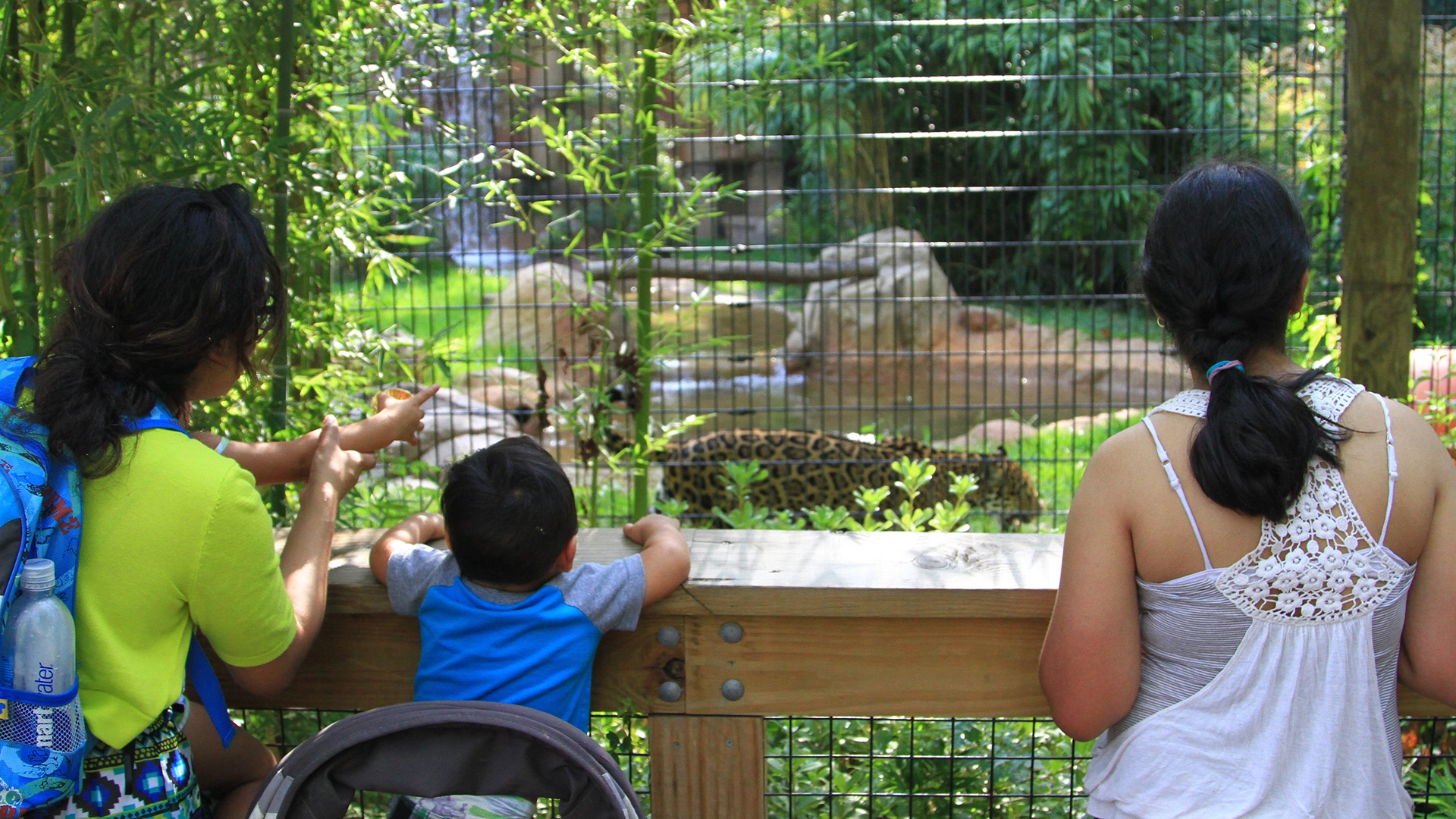 family viewing jaguar
