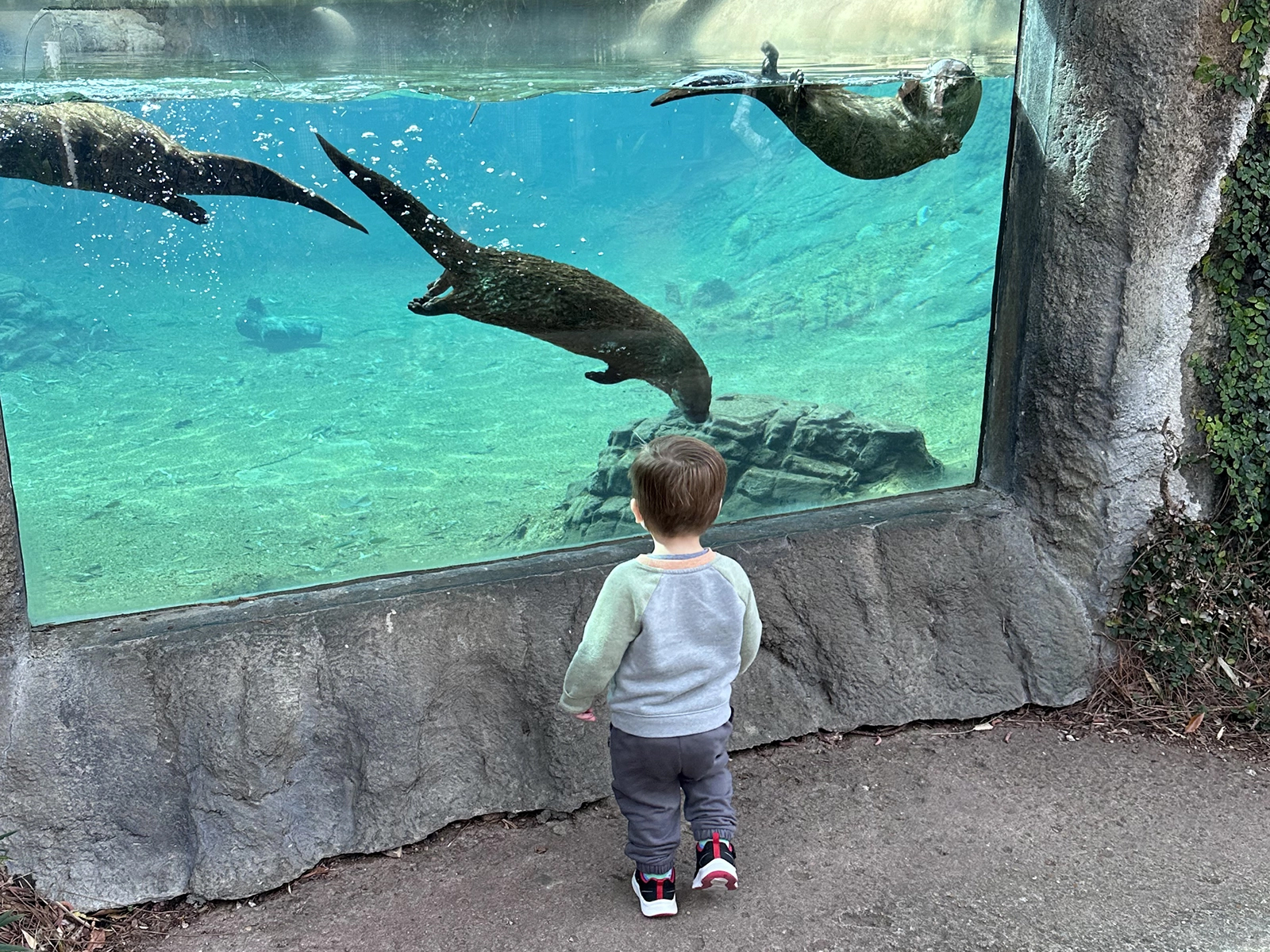 boy watching otters swim at underwater viewing window