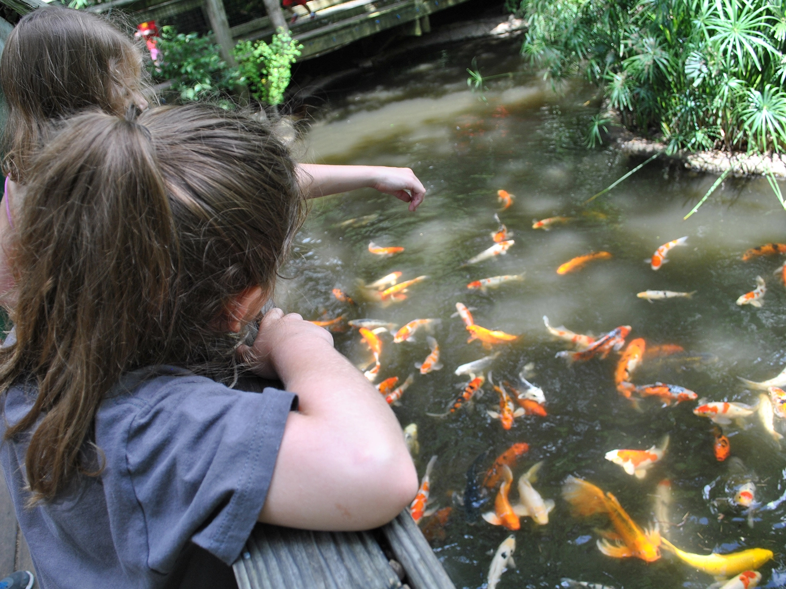 kids feeding koi fish