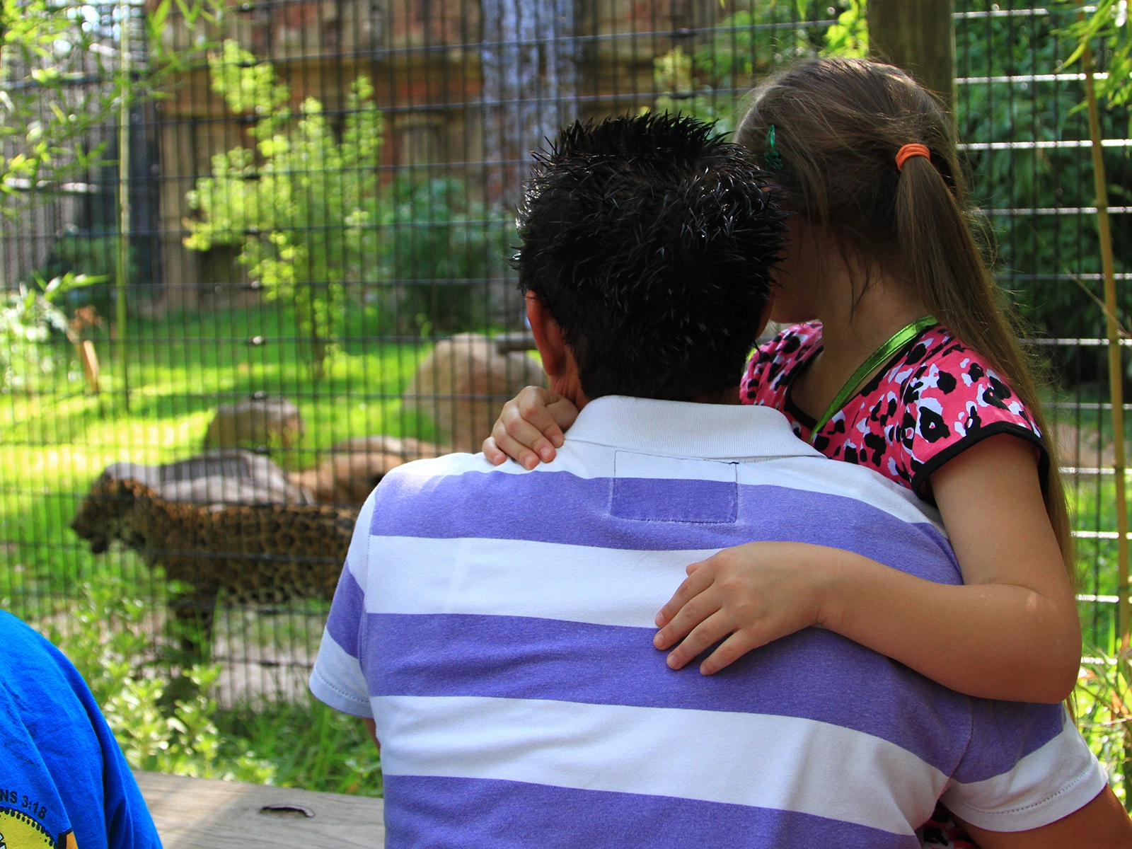 father with child viewing jaguar